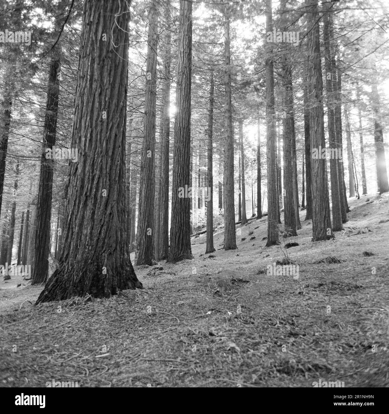 Sequoie giganti , sequoia gigante. Center Parcs, Longleat, Wiltshire, Inghilterra, Regno Unito Foto Stock