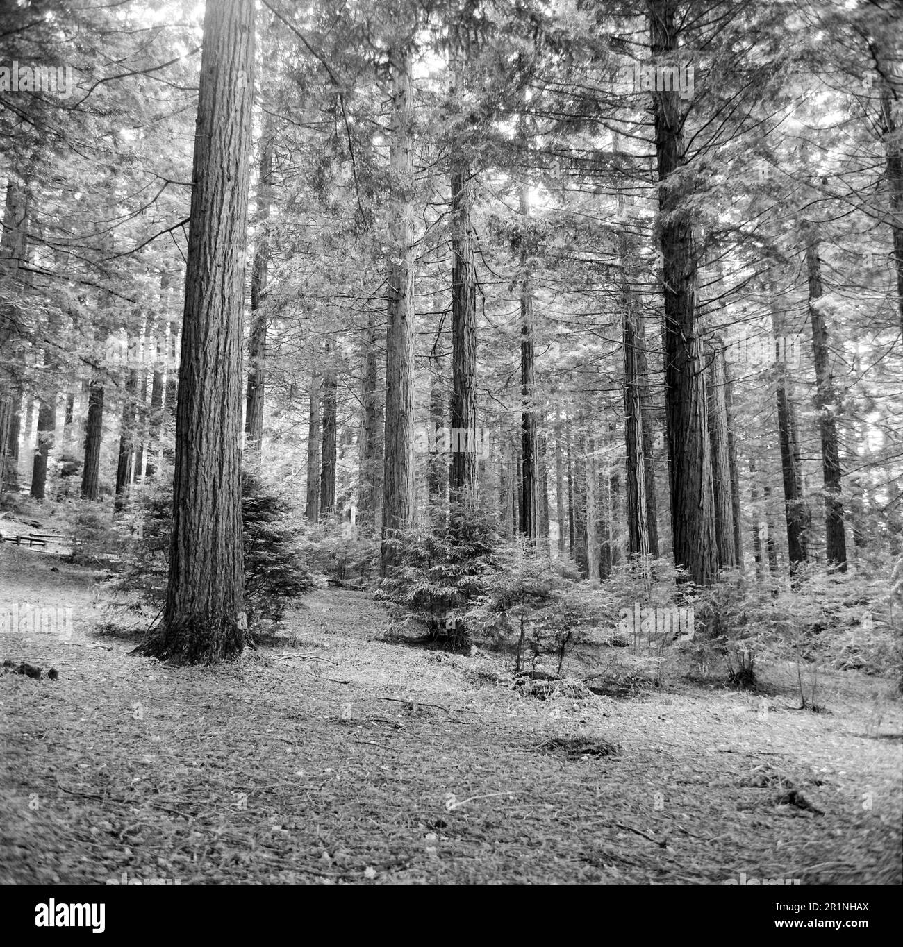 Sequoie giganti , sequoia gigante. Center Parcs, Longleat, Wiltshire, Inghilterra, Regno Unito Foto Stock