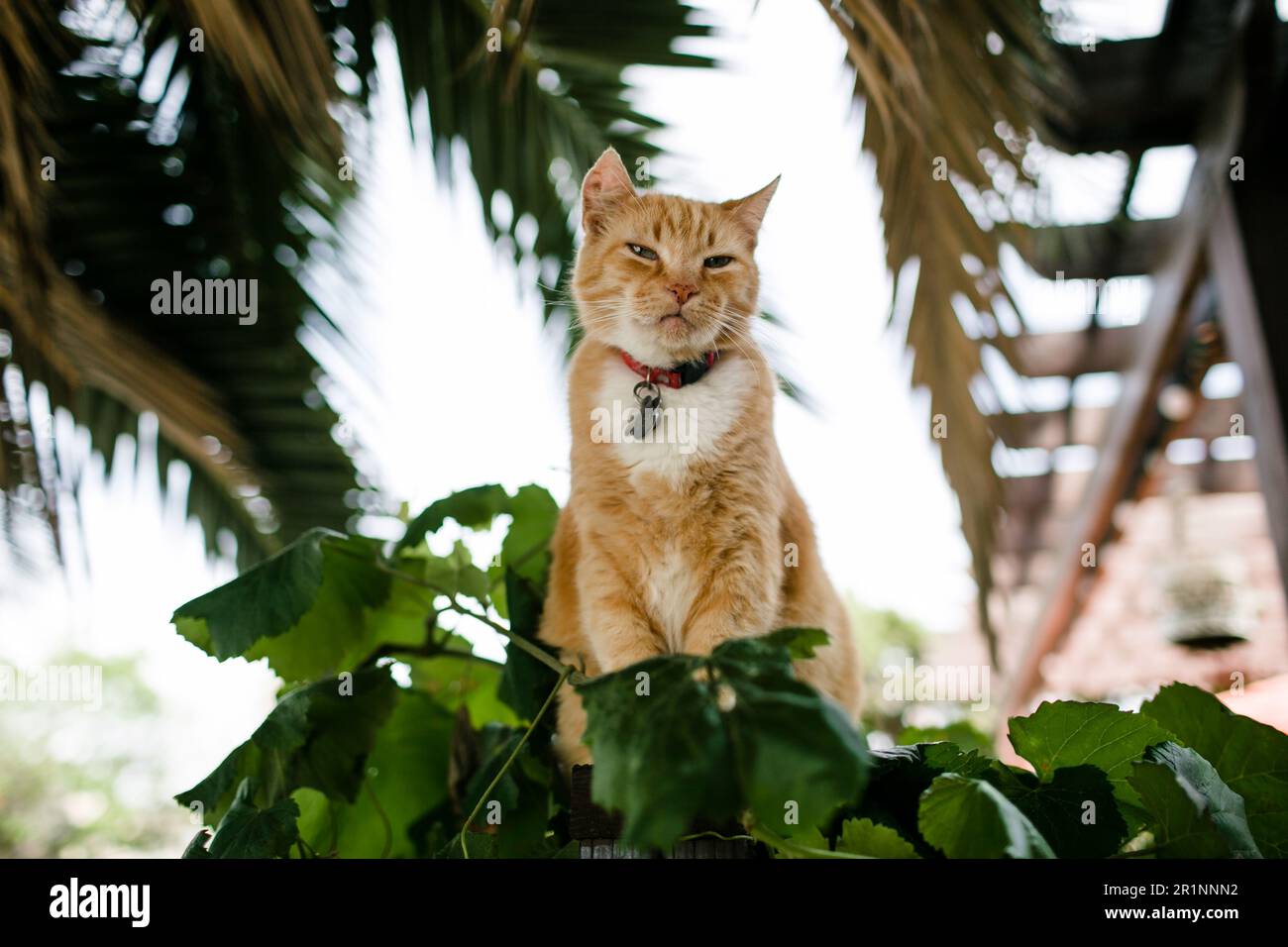 Gatto arancione seduto all'aperto a Fence il giorno del sole Foto Stock