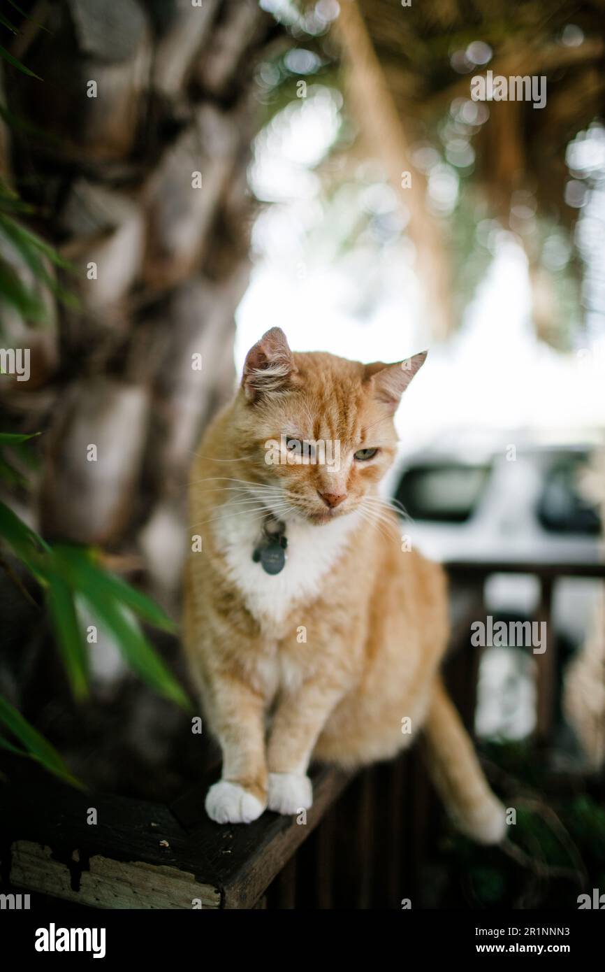 Il gatto arancione seduto all'esterno sul recinto il giorno della domenica Foto Stock
