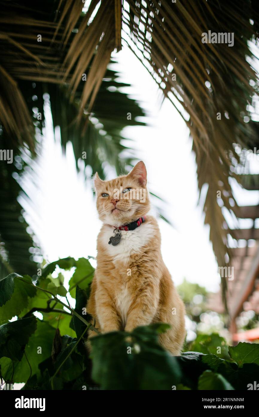 Il gatto arancione seduto all'esterno sul recinto il giorno della domenica Foto Stock
