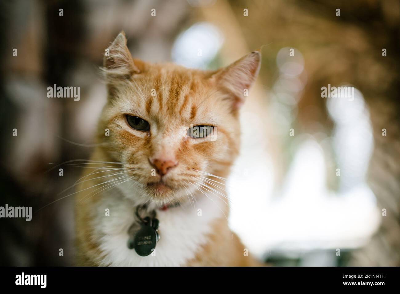 Gatto arancione seduto all'aperto a Fence il giorno del sole Foto Stock