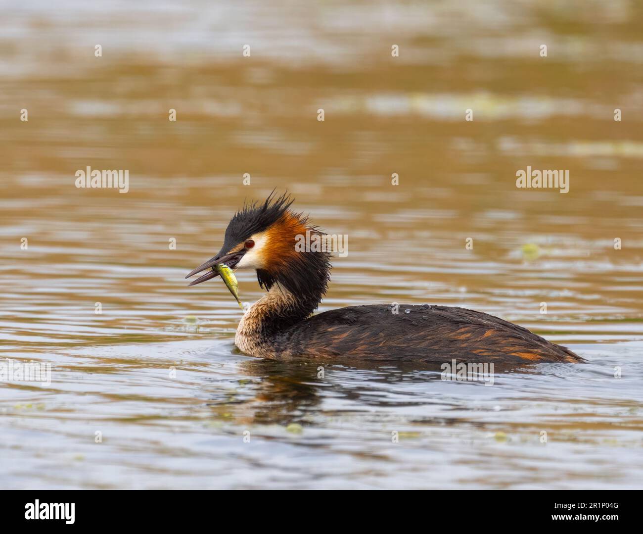 Un elegante Grebe grande crested, (Podiceps critico), con un pesce in esso è becco, su un lago a Fleetwood, Blackpool, Lancashire, Regno Unito Foto Stock