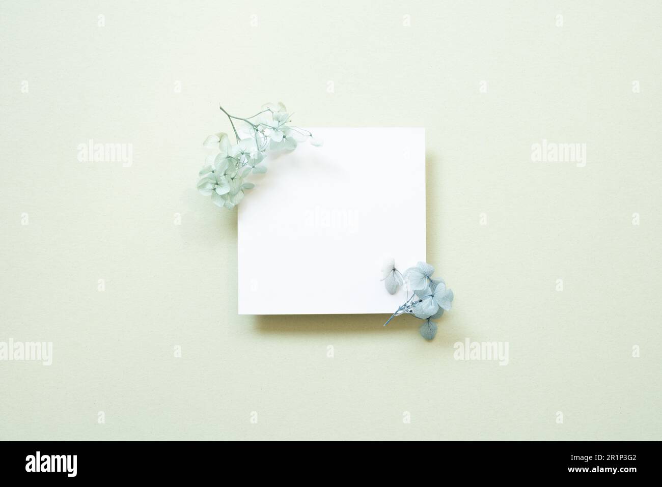 Cartolina bianca con fiore blu su sfondo menta. vista dall'alto, spazio di copia Foto Stock