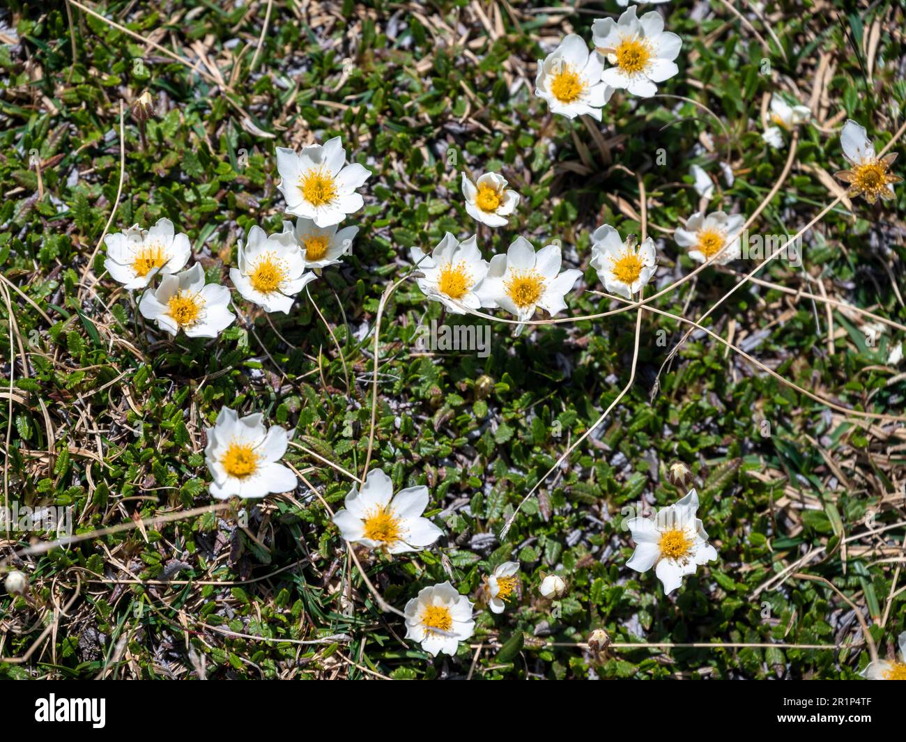 Primavera nelle Alpi, Alpi bianche Fiori, Alpi Berchtesgaden, Salzburger Land, Austria Foto Stock