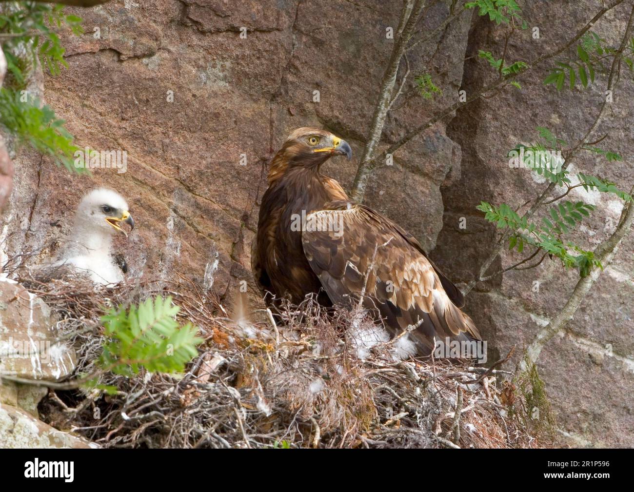 Golden Eagle (Aquila chrysaetos) donna adulta al nido, con pulcino di tre settimane, Scozia, Regno Unito Foto Stock