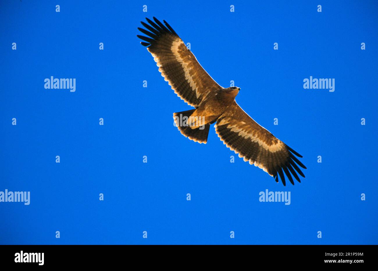 Nipalensis, aquila steppa (Aquila tawny aquila (Aquila rapax), aquila, rapaci, animali, uccelli, Steppa Eagle giovane in volo, Oman Foto Stock