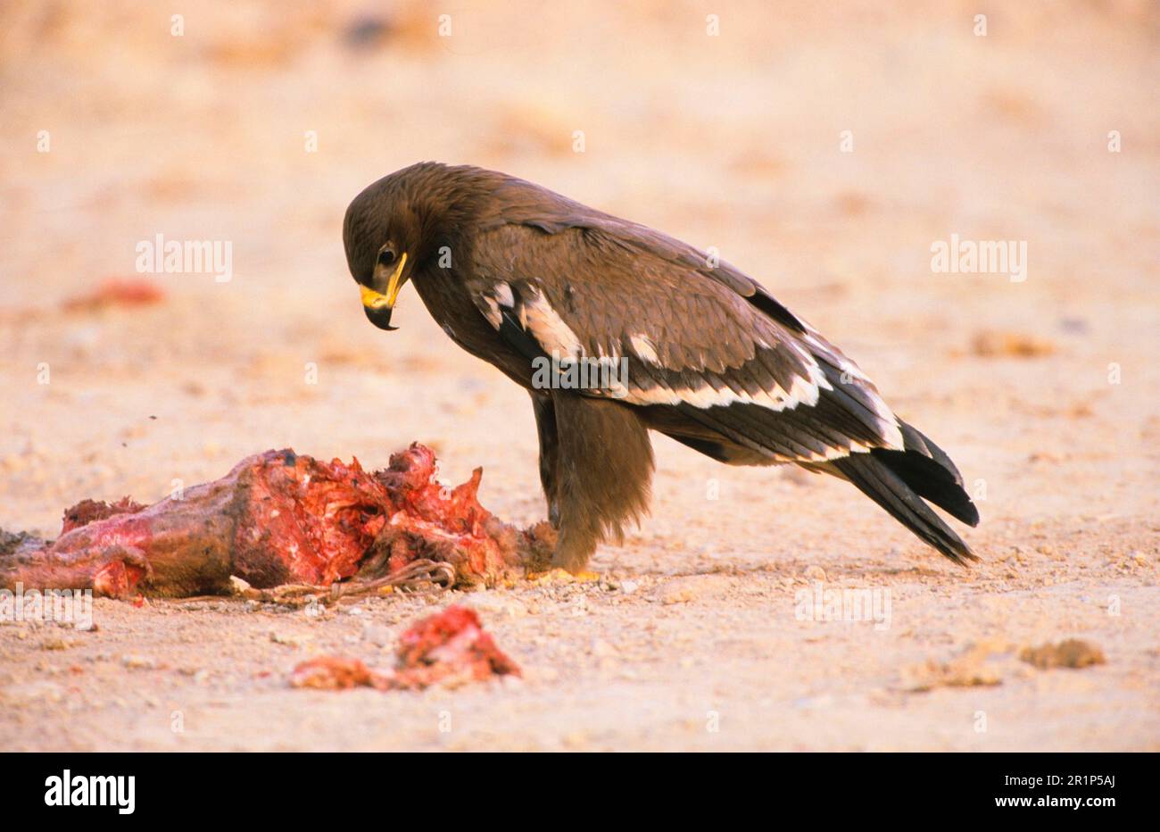 Nipalensis, aquila steppa (Aquila tawny aquila (Aquila rapax), aquila, rapaci, animali, uccelli, Steppa Eagle giovane, nutrirsi di carriana, Oman Foto Stock