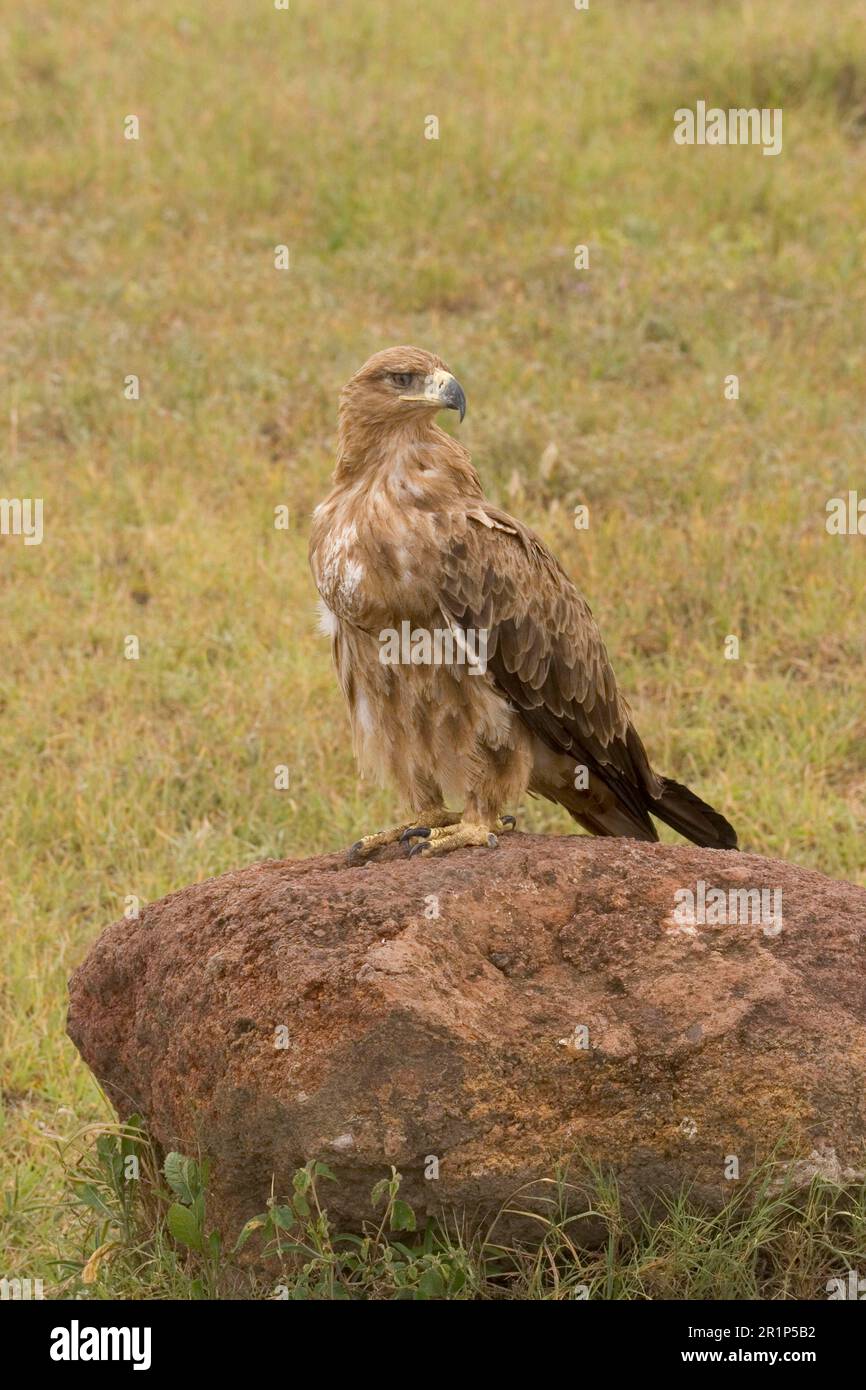 Aquila bruna (aquila rapax), aquila, rapaci, animali, uccelli aquila bruna, Tanzania Foto Stock