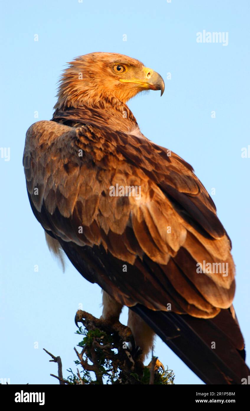 Aquila bruna (aquila rapax), aquila, Uccelli di preda, animali, uccelli Tawny-aquila arroccato Foto Stock