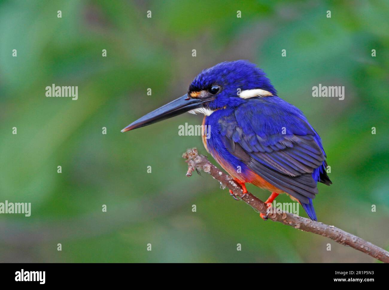 Martin pescatore Azure (Alcedo azurea), adulto, seduto su un ramo, Kakadu, Northern Territory, Australia Foto Stock