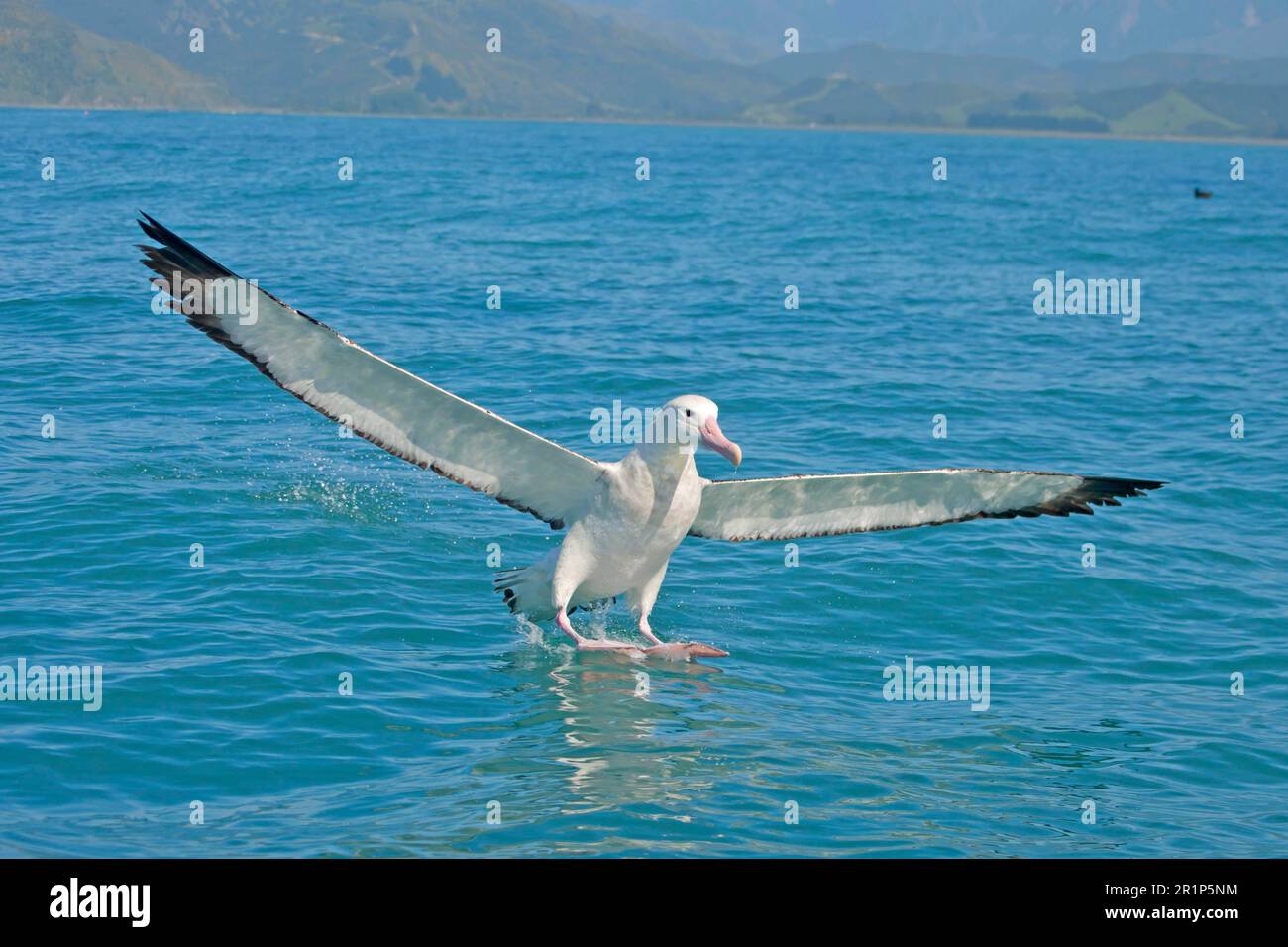Albatross antipodeo di Gibson (Diomedea antipodensis gibbsoni) adulto, sbarco in mare, Nuova Zelanda Foto Stock