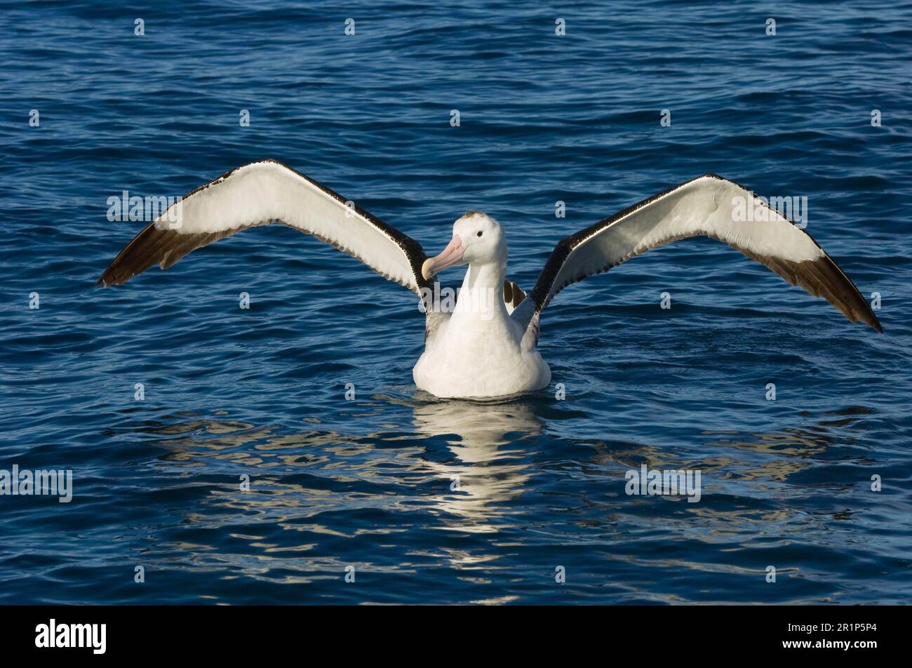 L'albatross antipodale di Gibson (Diomedea antipodensis gibbsoni), adulto, ali che si allungano in mare, Kaikoura, Isola del Sud, Nuova Zelanda Foto Stock
