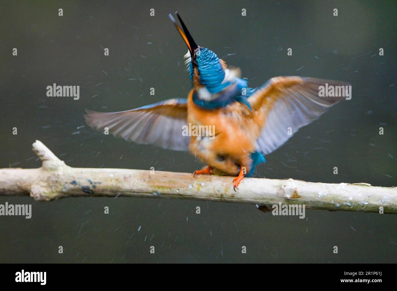 Martin pescatore comune (Alcedo atthis), maschio adulto, scuotendo l'acqua dal corpo dopo un'immersione, Suffolk, Inghilterra, Regno Unito Foto Stock