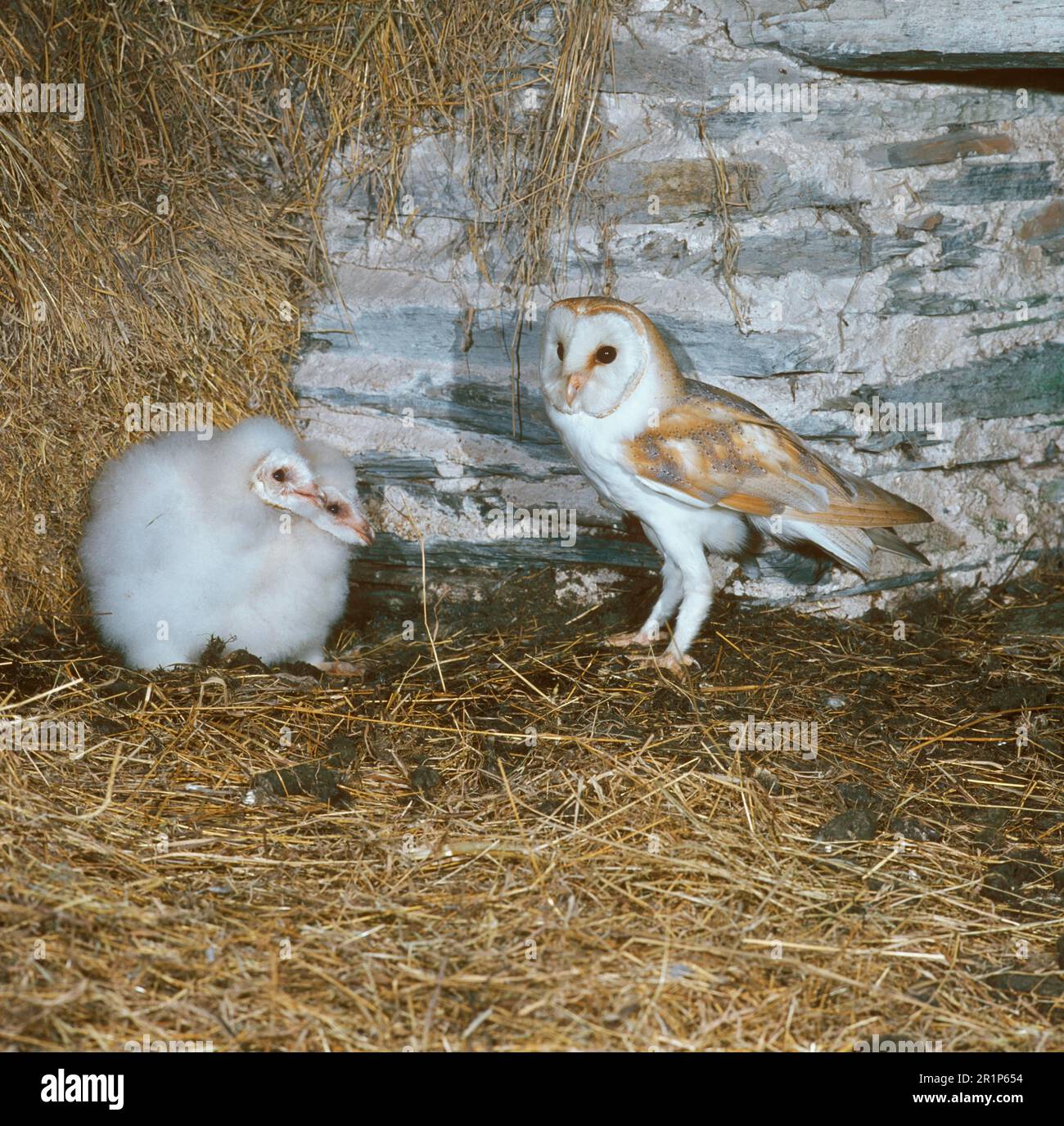 Civetta comune (Tyto alba) Adulto, in piedi accanto a due giovani, nidificante in un fienile, Devon, Inghilterra, Gran Bretagna Foto Stock