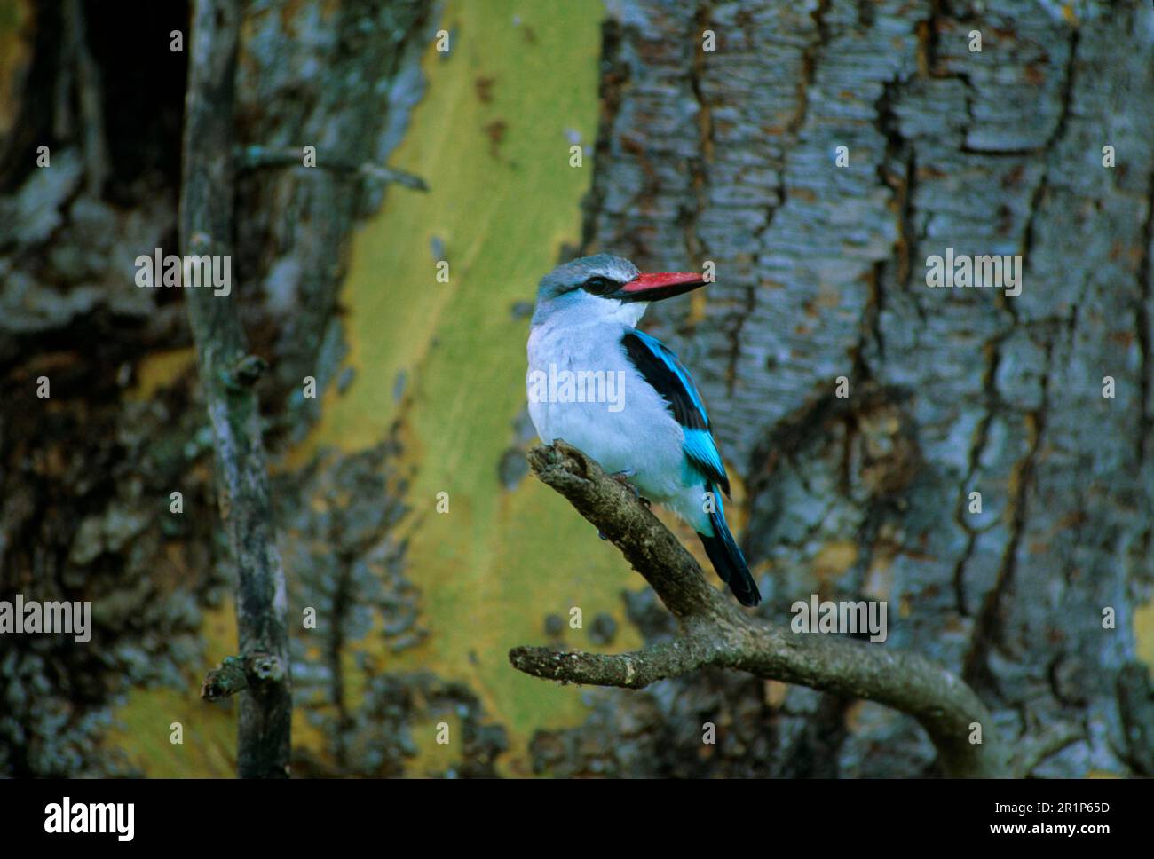 Senegal Kingfisher, Martin pescatore di boschi (Halcyon senegalensis), Kingfisher, Kingfishers, Animali, Uccelli, Woodland Kingfisher per adulti Foto Stock