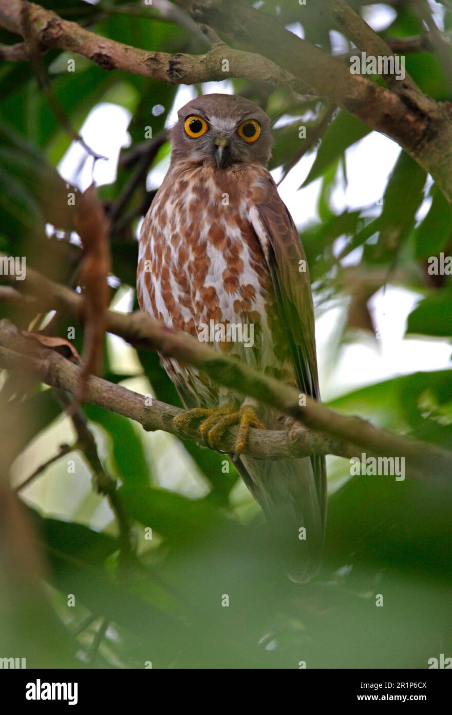 Falco-gufo marrone (Ninox scutulata) adulto, arroccato nell'albero, Chitwan, Nepal Foto Stock