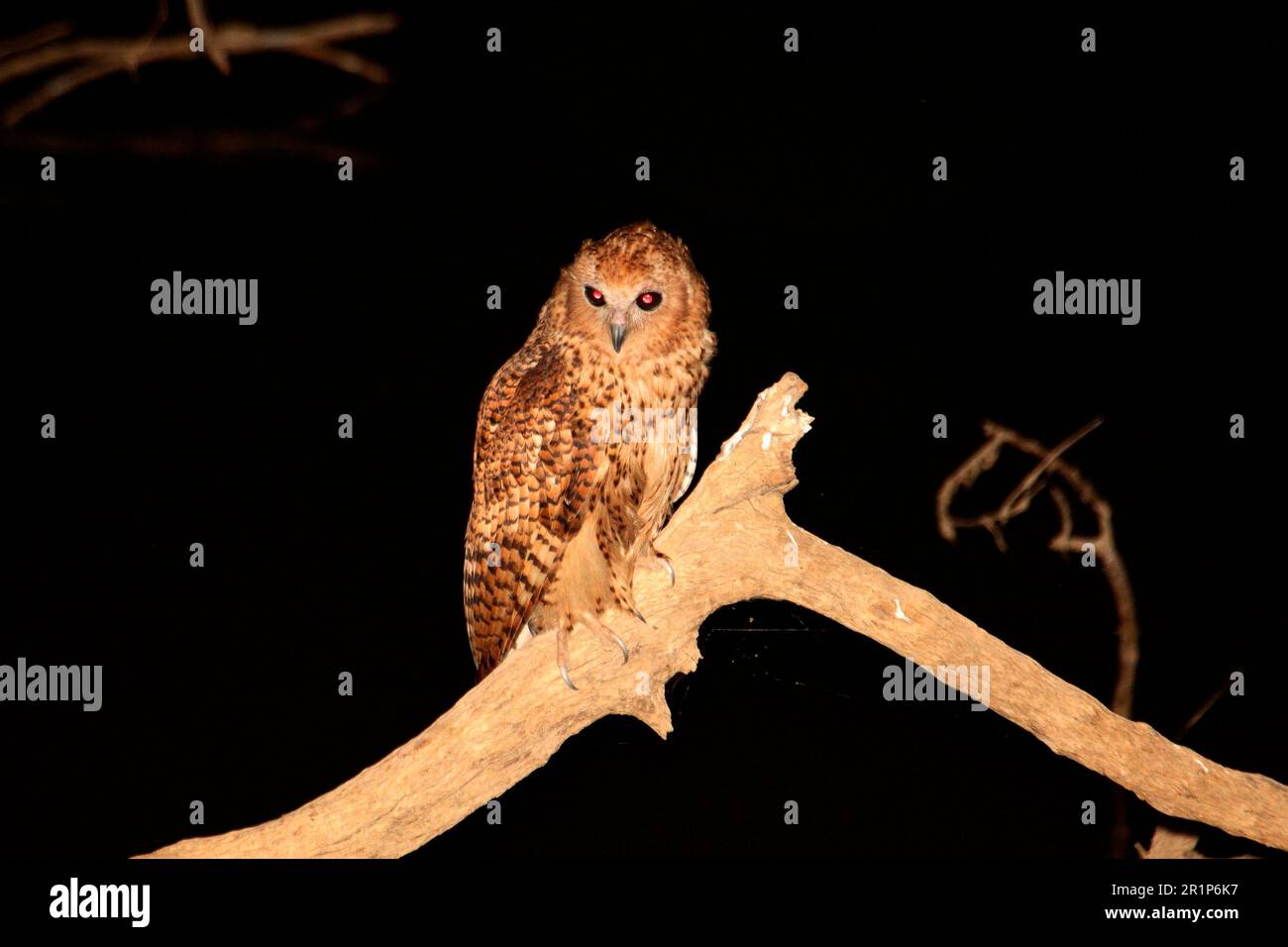Gufo di pesca del pel (Scotopelia peli), gufo da pesca a banchetto, gufi da pesca del pel, gufi, animali, Uccelli, Pell's Fishing Owl adulto, pesca di notte, Luangwa Foto Stock