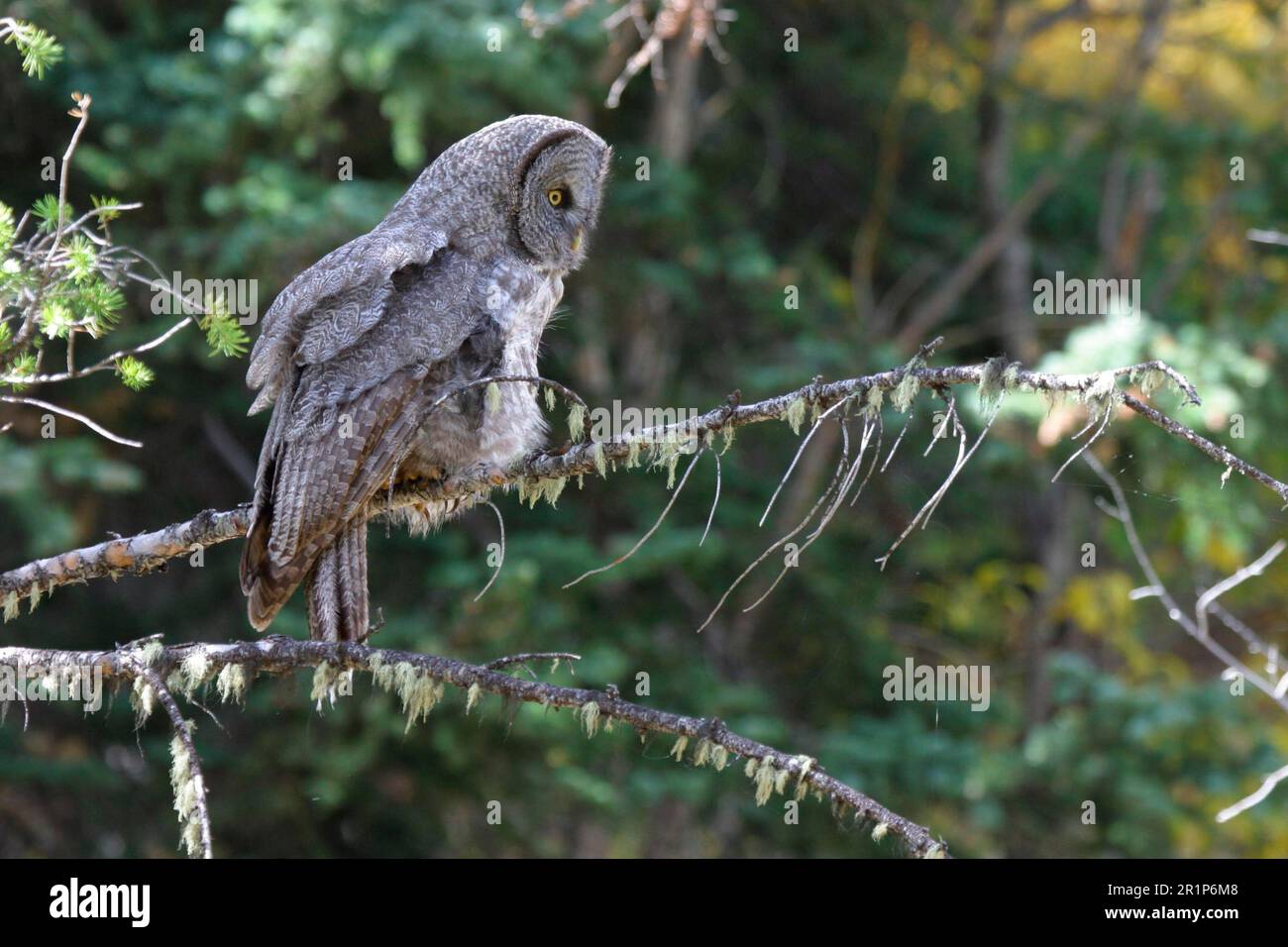 Gufi grigi grandi (Strix nebucosa), gufi, animali, Uccelli, gufi, Great Grey Owl Wind ruffling Feathers Grand Teton Nat Pk Foto Stock