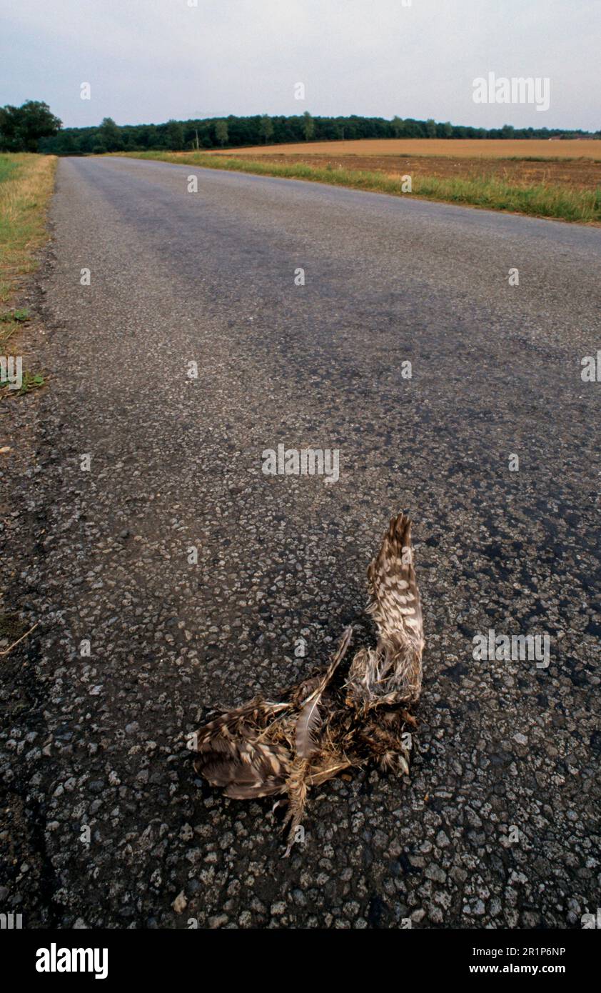 Piccolo gufo (noctua di Athene) adulto morto, vittima di incidente su una piccola strada di campagna vicino Wragby, Lincolnshire, Inghilterra, Regno Unito Foto Stock