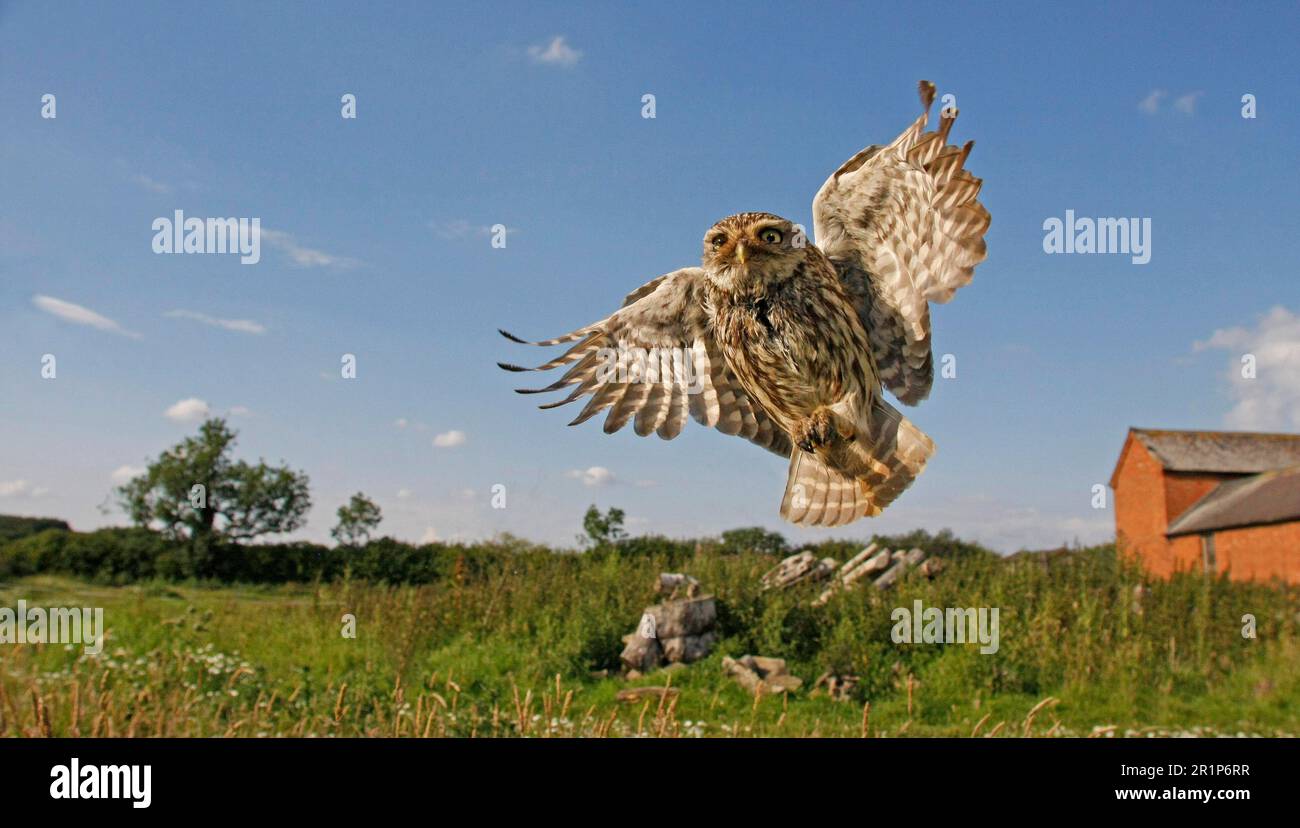 Piccolo gufo (noctua di Athene) adulto, in volo sopra habitat di terreno agricolo, Leicestershire, Inghilterra, Regno Unito Foto Stock