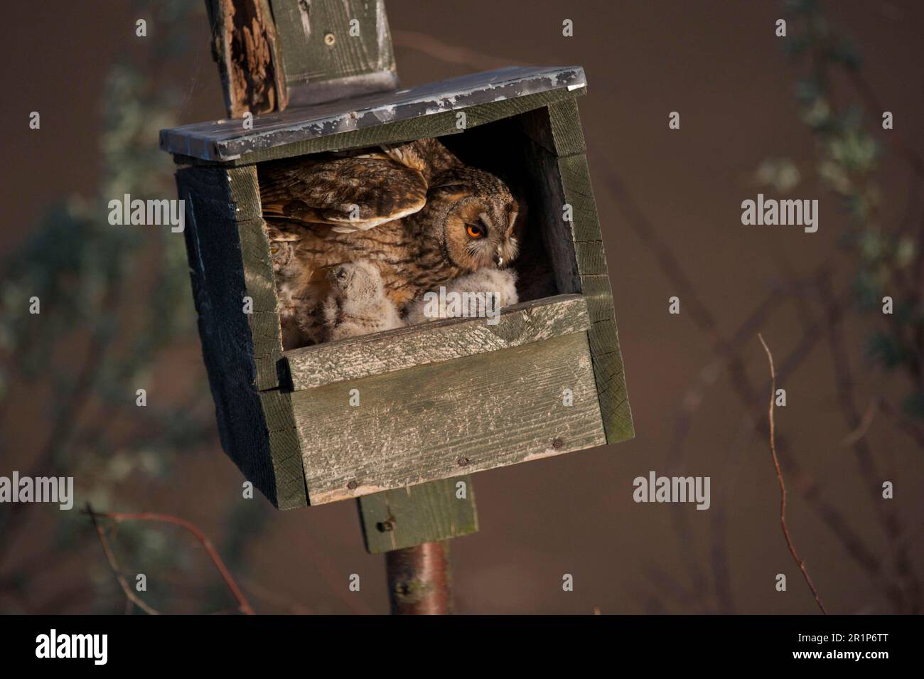 Gufo dalle orecchie lunghe (Asio otus) adulto con pulcini, a nido in nido box, Hortobagy N. P. Ungheria Foto Stock