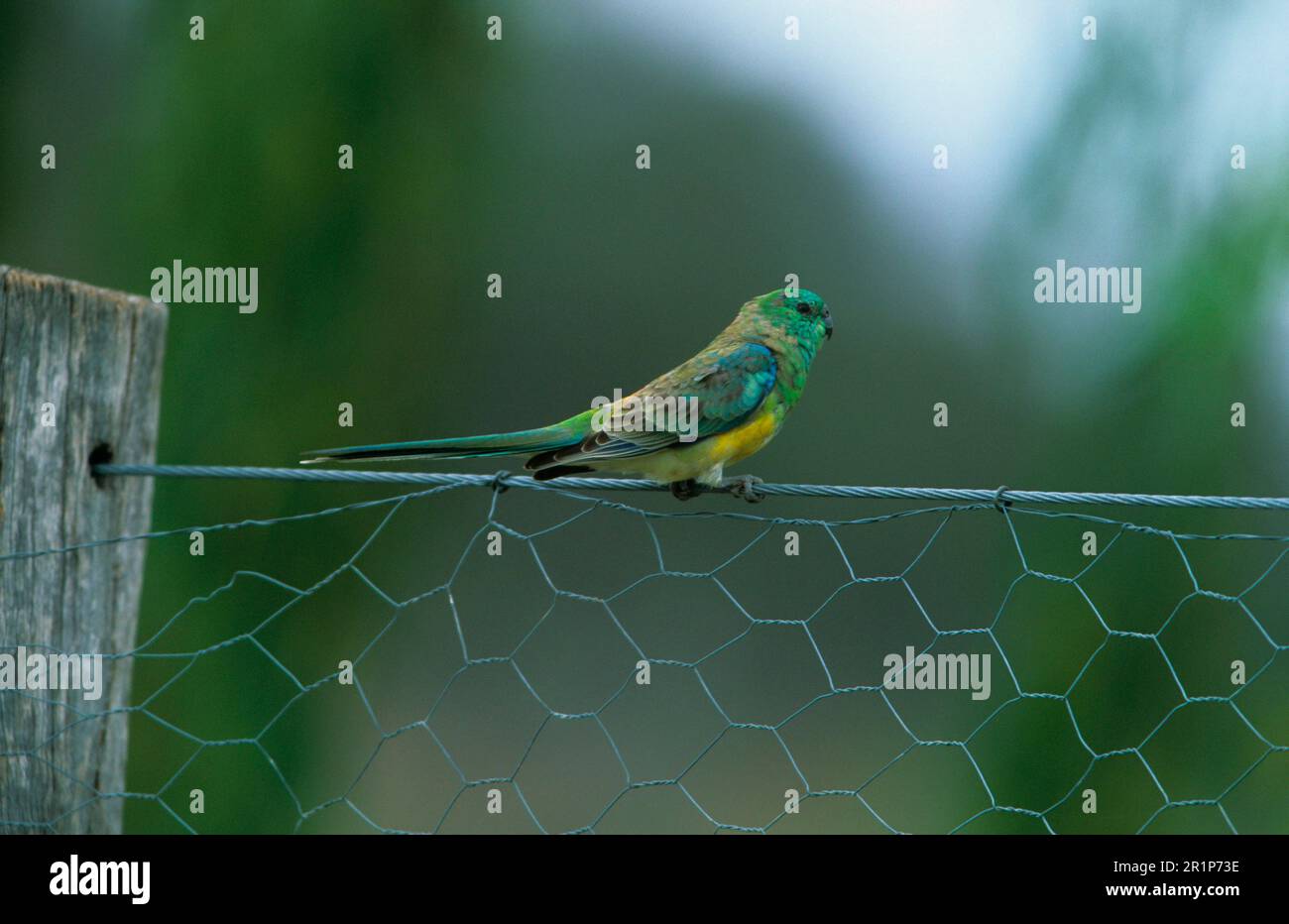Pappagallo rosso-rumpato (Psephotus hematonotus) maschio su recinto filo, se Queensland, Australia Foto Stock