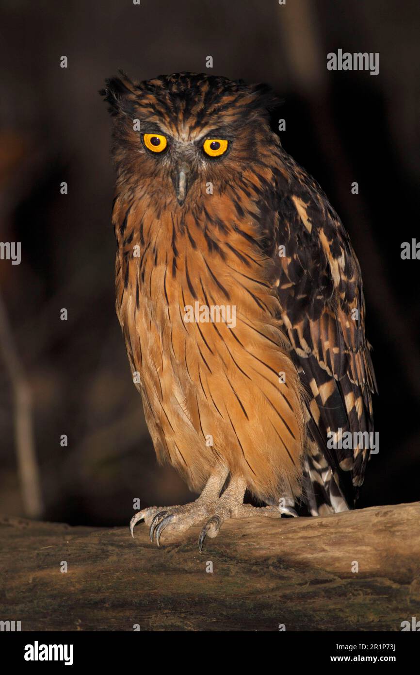 Gufo di bufy adulto (Ketupa ketupu), seduto su un ramo nella foresta di notte, fiume Kinabatangan, Sabah, Borneo, Malesia Foto Stock