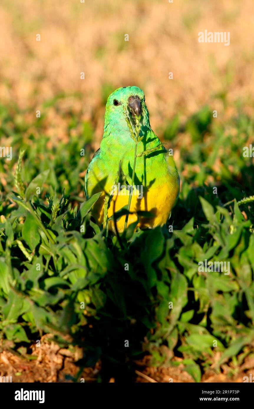 Pappagallo rosso-rumpato (Psephotus ematonotus), maschio adulto, che si nutre di semi di erba, Queensland sudorientale, Australia Foto Stock