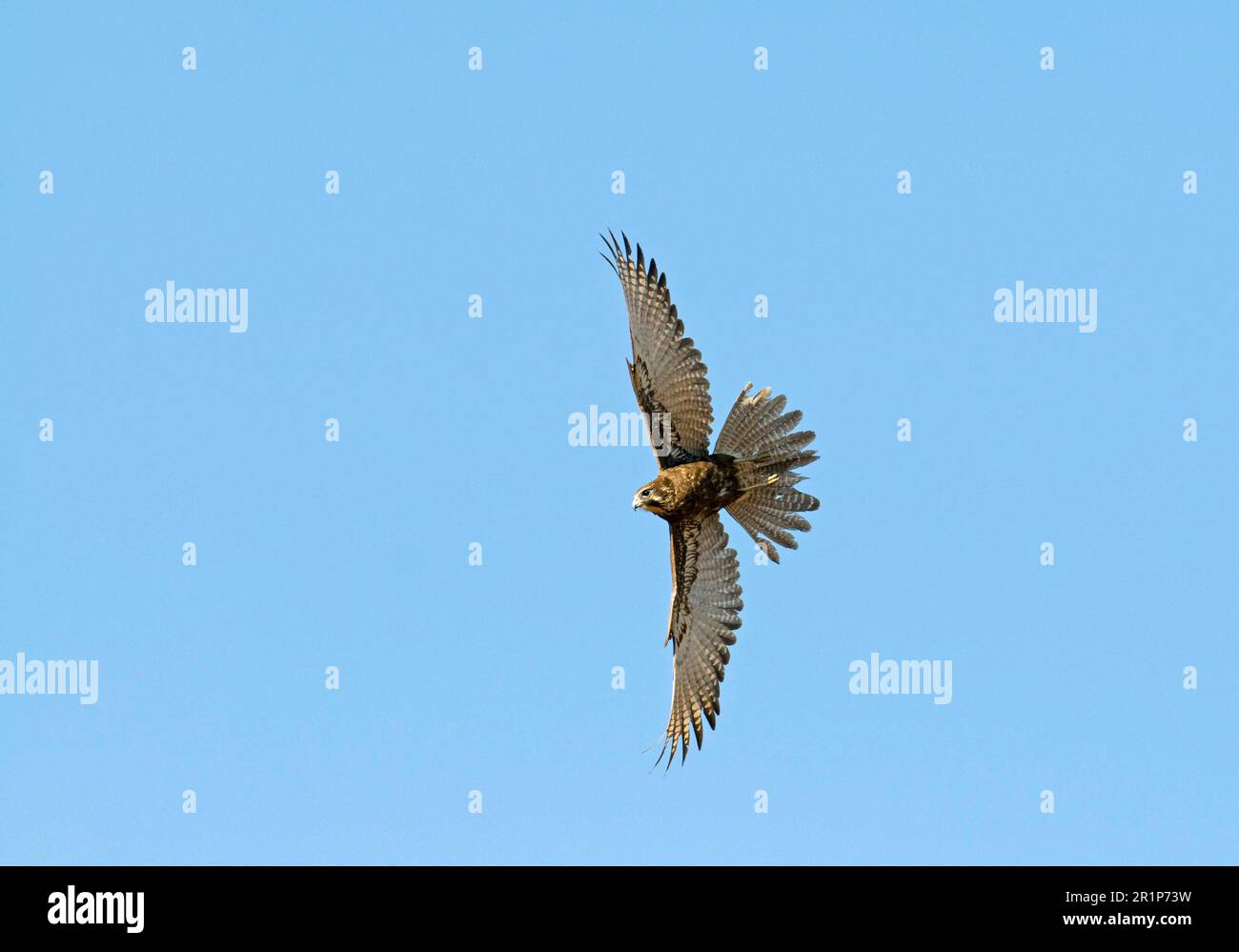 Falco berigora (Falco berigora), scialle, falco, rapaci, animali, Birds, Brown Falcon adulto, in volo, Queensland, Australia Foto Stock