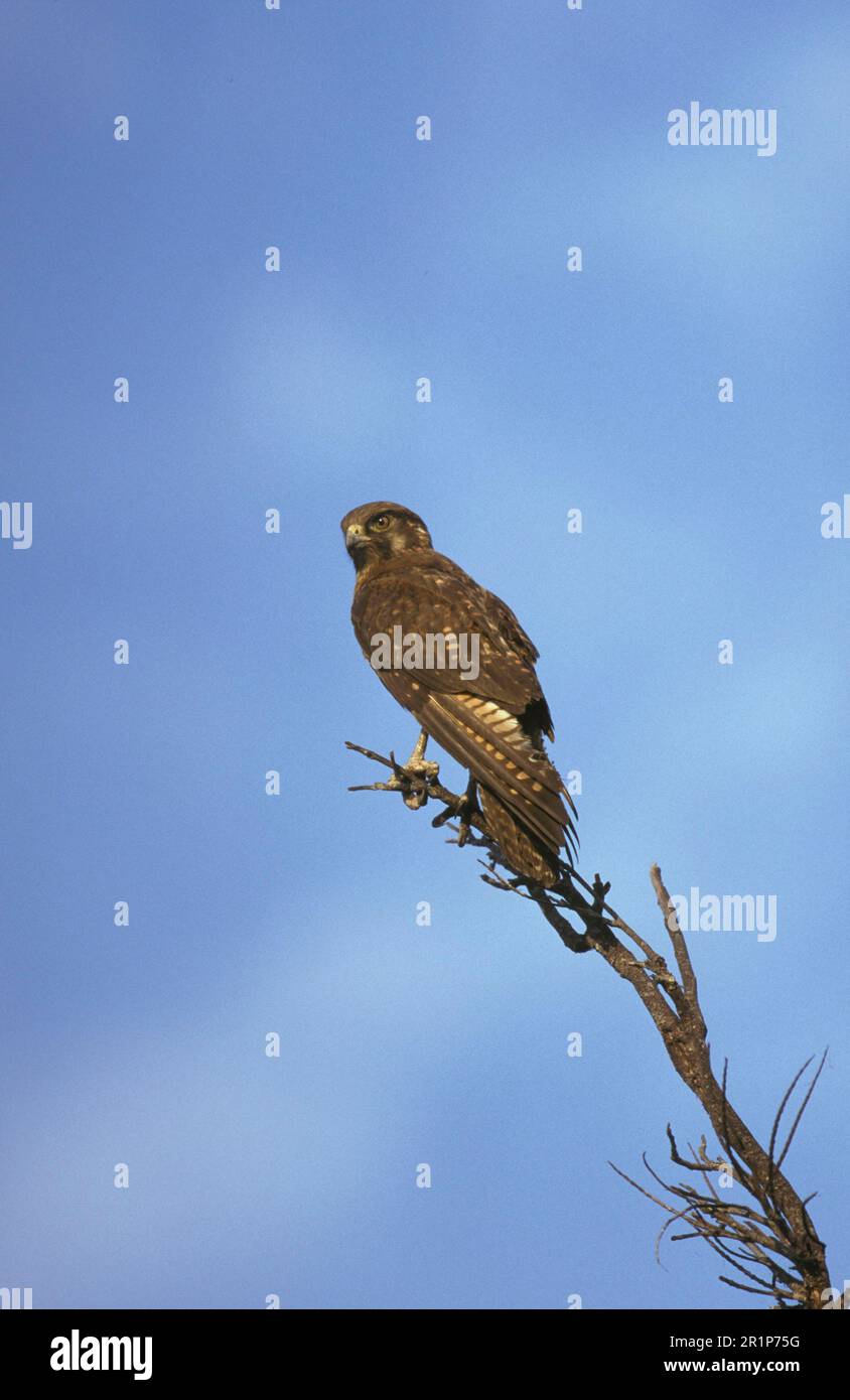 Falco bruno (Falco berigora), gascelli, Falcon, Uccelli di preda, animali, Birds, Brown Falcon Cockatoo, Australia Foto Stock