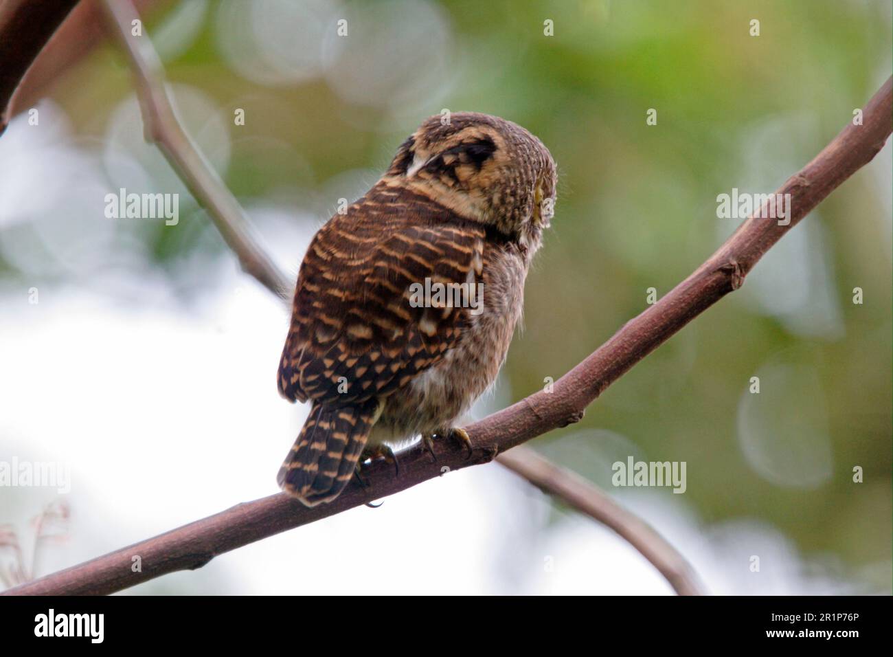 gufo di coda (Glaucidium brodiei), gufo di coda, gufo di coda, gufo di coda, gufo di coda, Gufi, animali, uccelli, gufi, gufo di colletto adulto, vista posteriore Foto Stock