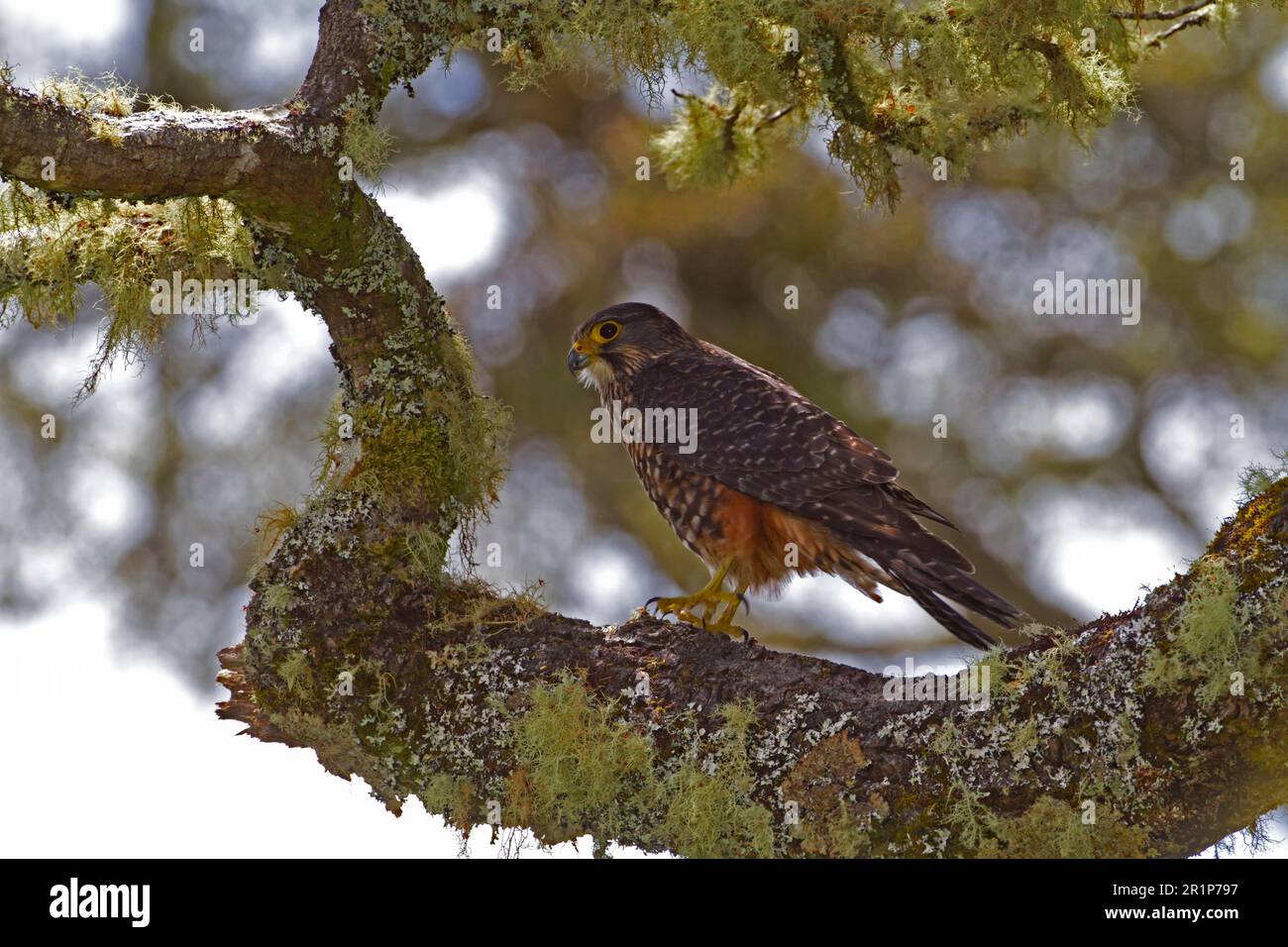Nuova Zelanda Falcon (Falco novaeseelandiae) adulto, arroccato su ramo coperto di lichene, Nuova Zelanda Foto Stock