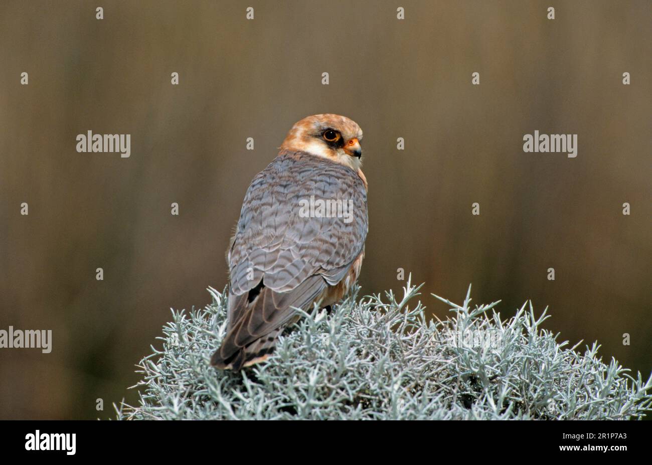 Falcon a piedi rossi (Falco vescentius) femmina adulta su cespuglio, Lesbos, Grecia Foto Stock