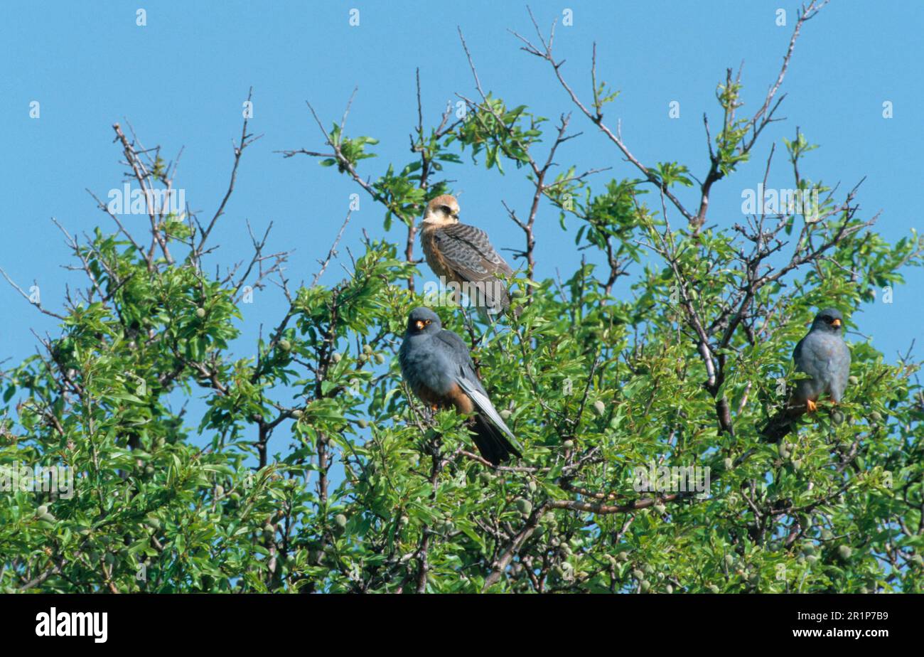 Falco rosso (Falco vescentius) uccelli migranti arroccati su un albero, Lesvos, Grecia Foto Stock