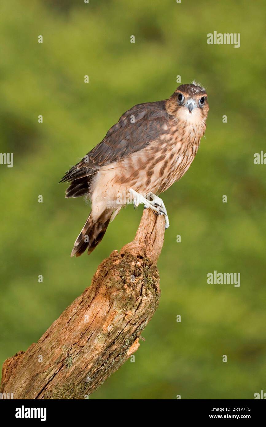 Merlin (Falco colombarius) immaturo, allevato in cattività, seduto su un tronco d'albero, Inghilterra, Regno Unito Foto Stock