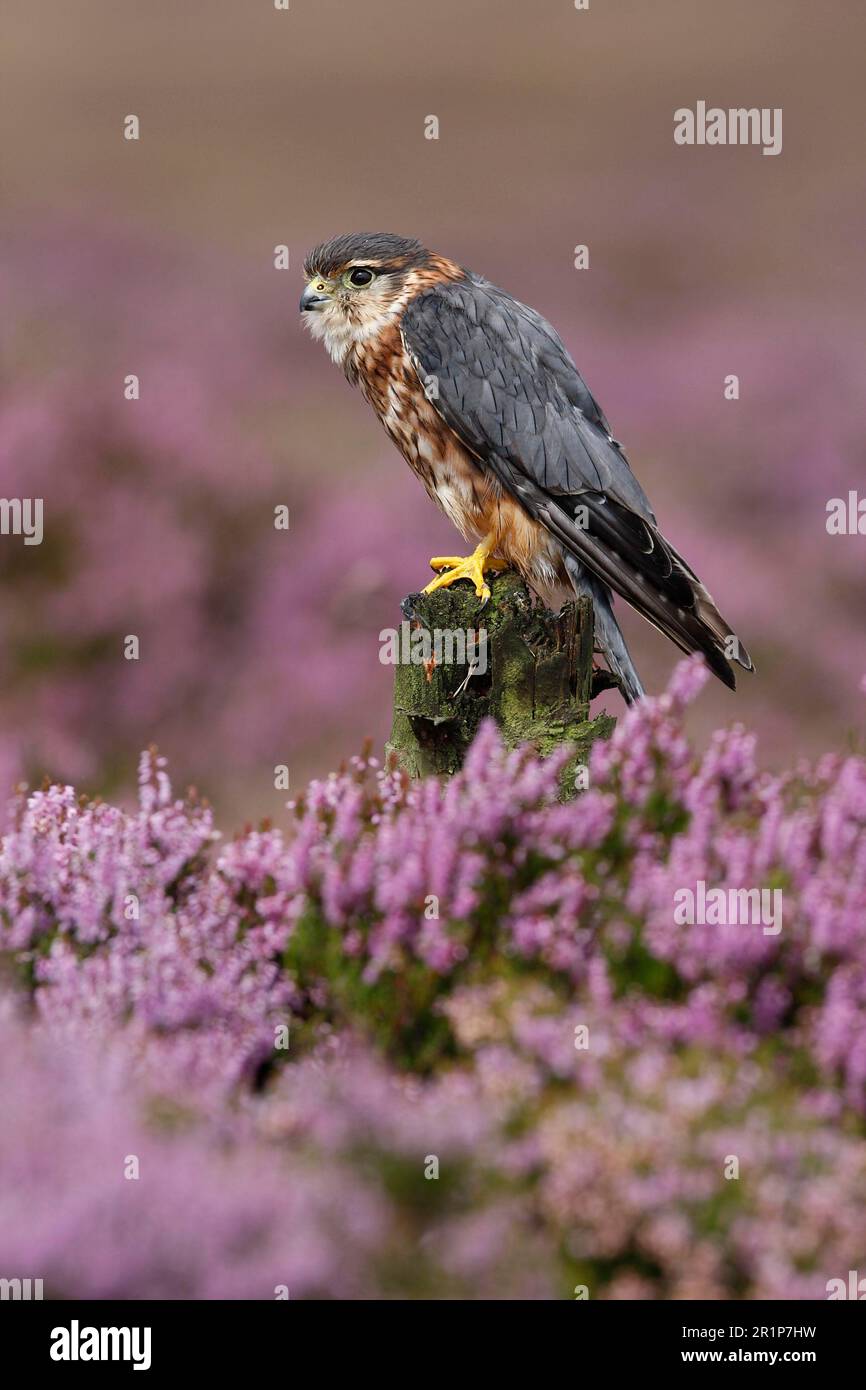 Merlin (Falco colombarius), uomo adulto, su un posto tra brughiera fiorita, Peak District, Derbyshire, Inghilterra, Gran Bretagna Foto Stock