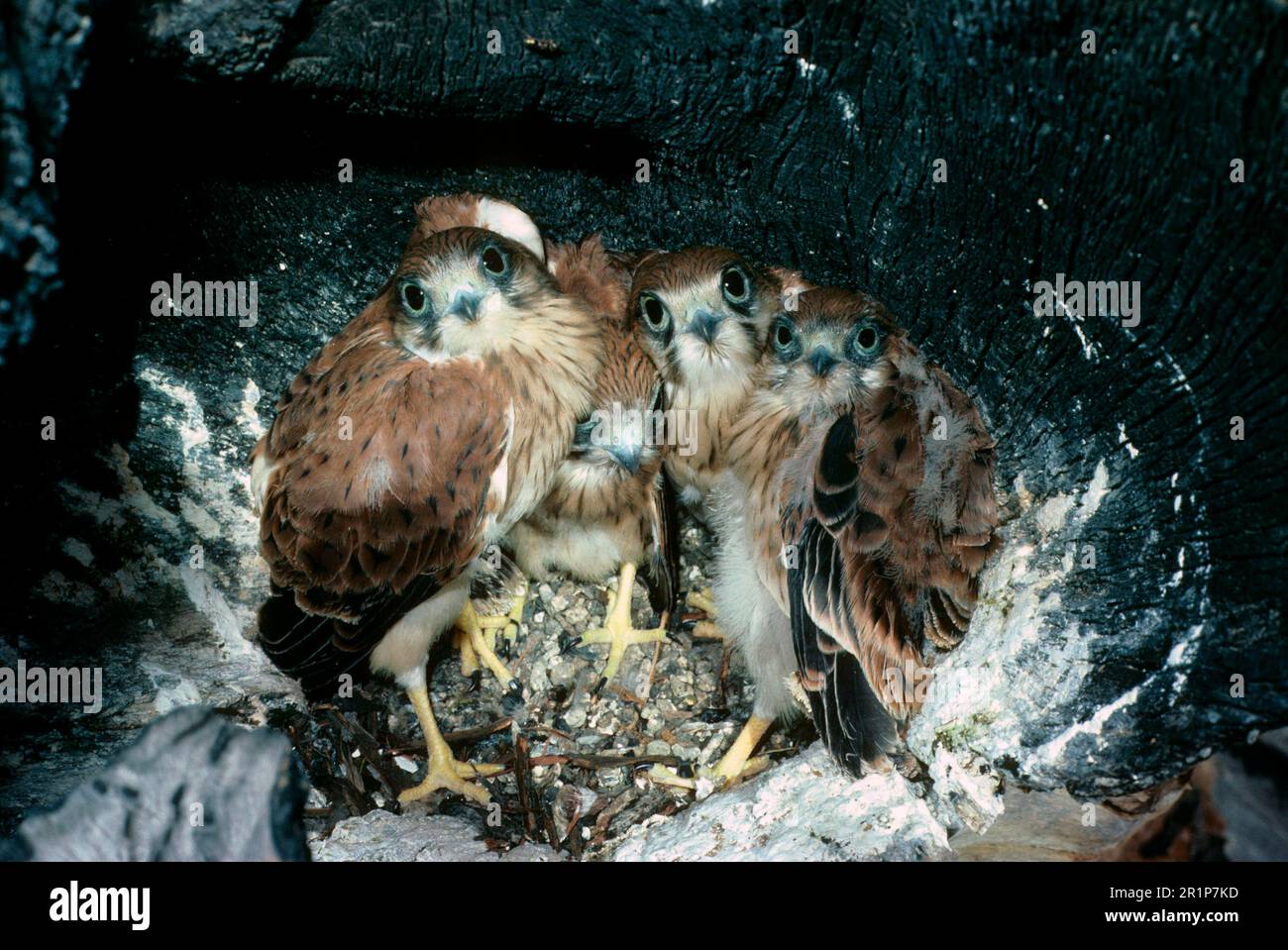Gheppio australiano (Falco Cenchroides), gheppio comune australiano, Falcon, Uccelli di preda, animali, Uccelli, Nankeen Kestrel quattro pulcini in nido Foto Stock