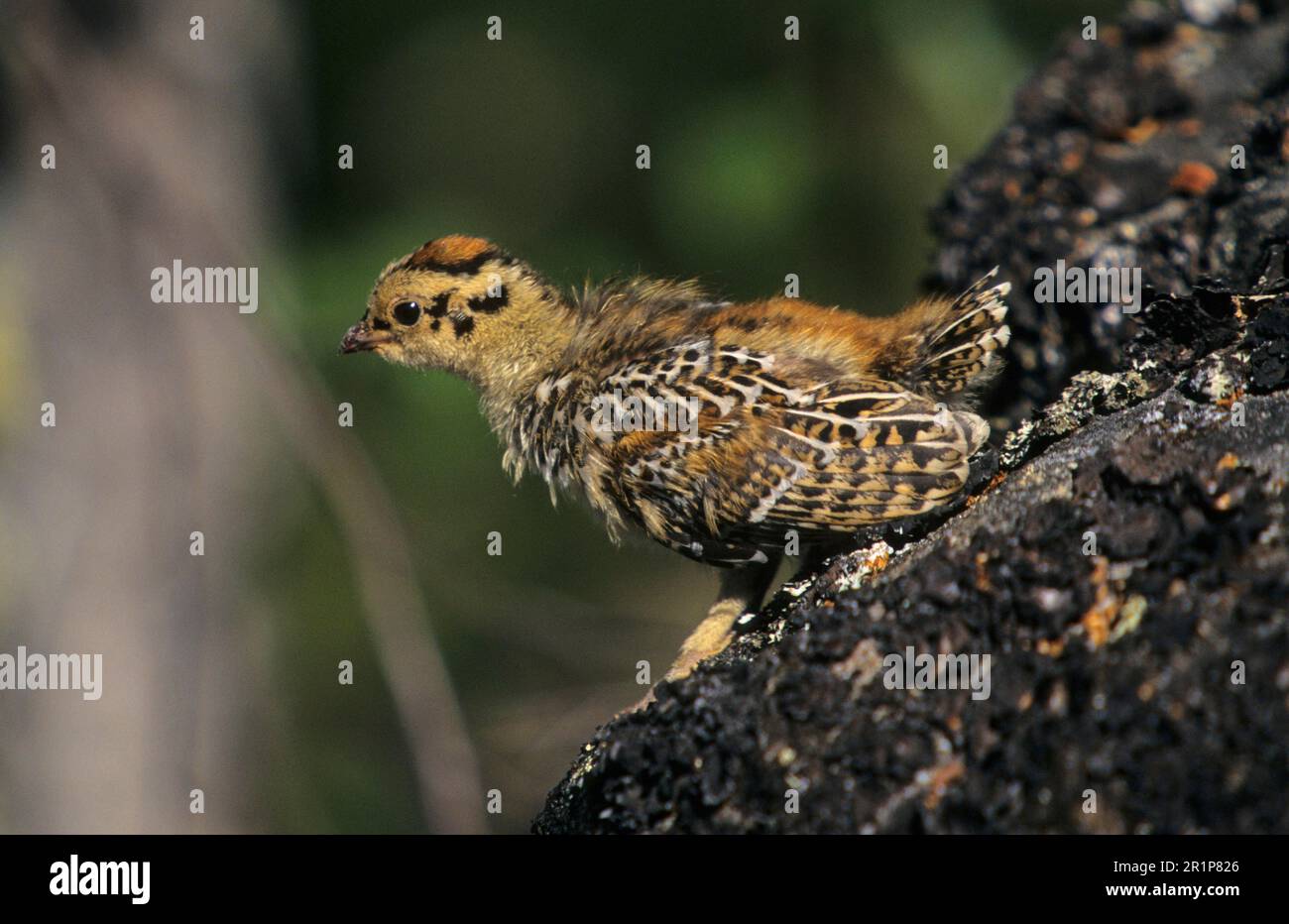 Gruse di abete rosso, gruse di canada (Falcipennis canadensis), Gruse di abete rosso, Polli, Gruse, Animali, Uccelli, Gallo di Spruce (Dendrogapus canadensis) Foto Stock