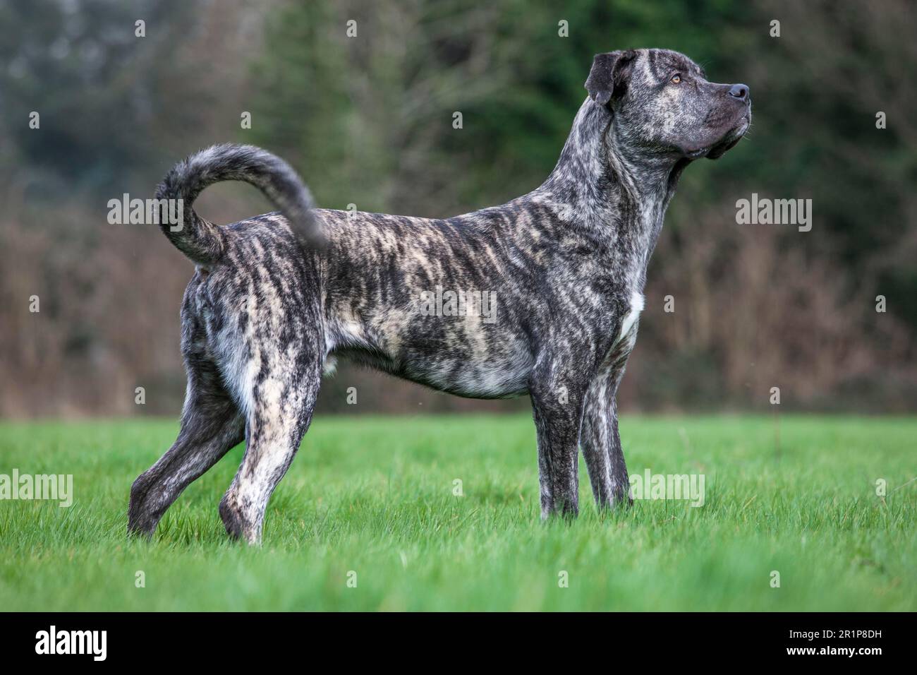 Cane Mongrel (cane corso x Mastino Napoletano) Foto Stock