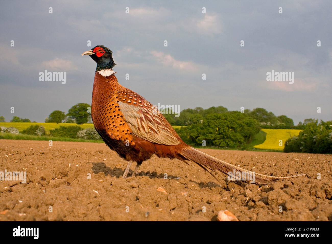 Fagiano comune (Phasianus colchicus), maschio adulto, in piedi in aratura campo, Suffolk, Inghilterra, Regno Unito Foto Stock