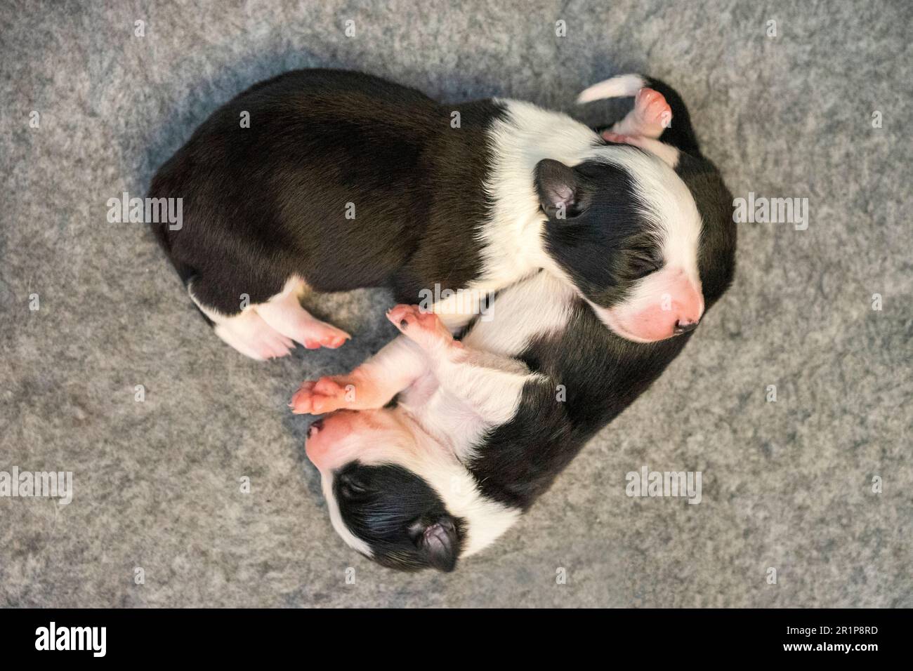 I cuccioli di Border Collie, una settimana fa, riposano in una scatola da cuccioli, gli occhi chiusi e nascosti insieme in sicurezza. Foto Stock