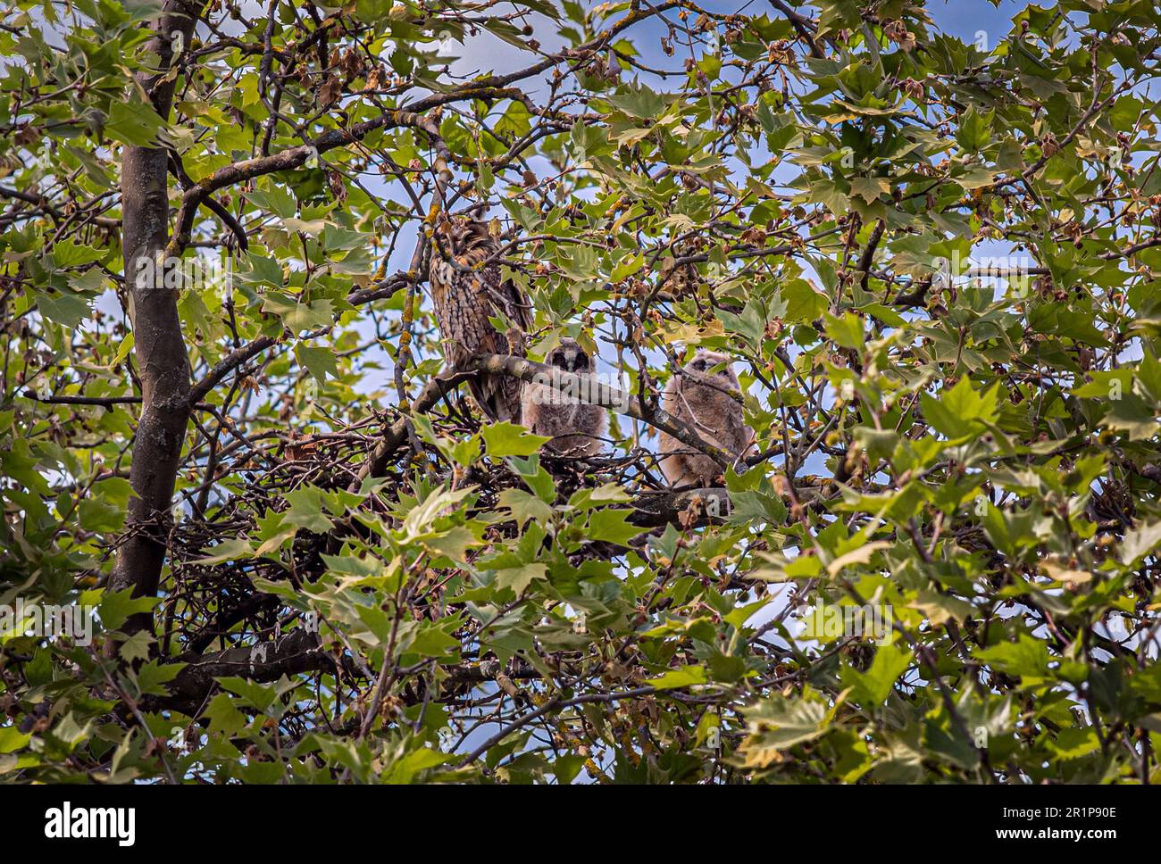 Eine Eulenfamiliie mit zwei Kücken in einem Nest auf einem hohen Baum Foto Stock