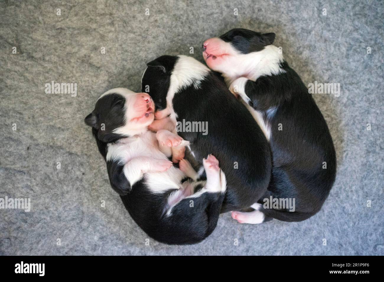 I cuccioli di Border Collie, una settimana fa, riposano in una scatola da cuccioli, gli occhi chiusi e nascosti insieme in sicurezza. Foto Stock