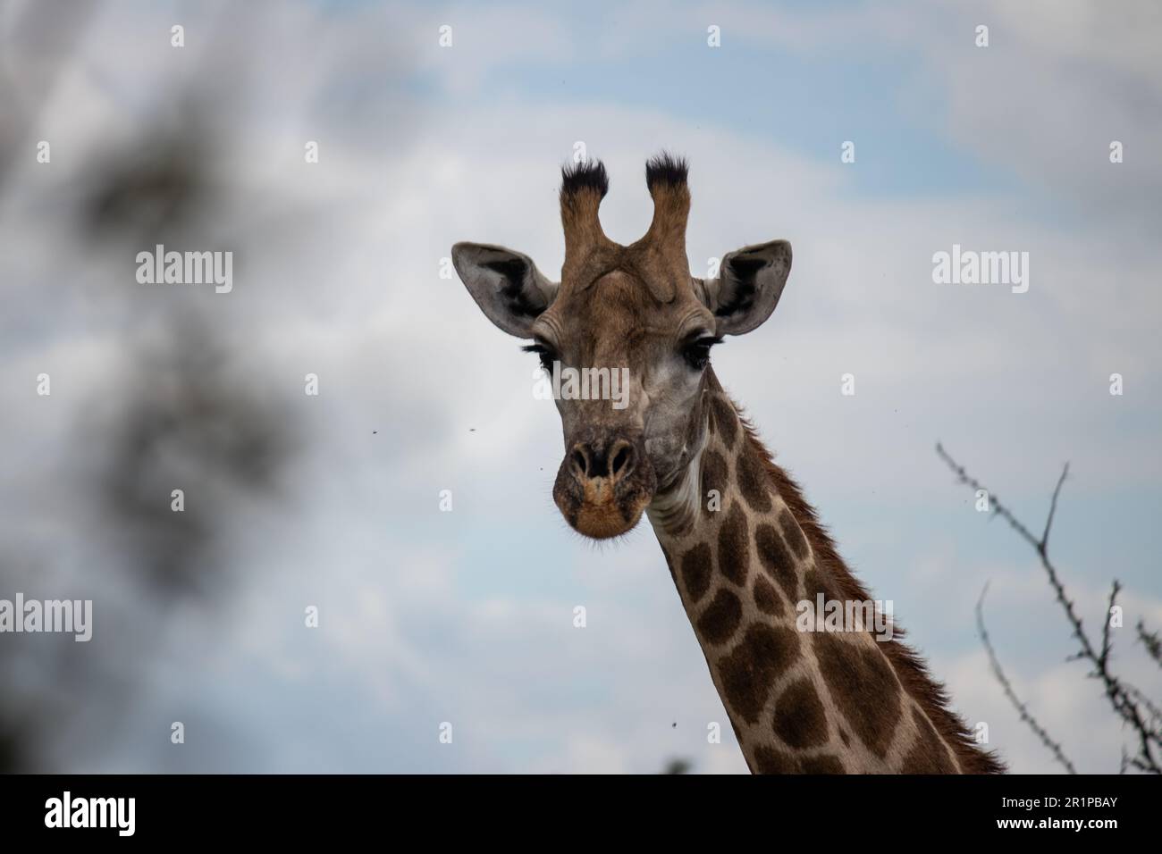 Lonely Giraffe nella savana, il suo habitat naturale, nel parco nazionale di conservazione della fauna selvatica e del rinoceronte di Ispire, Zimbabwe Foto Stock