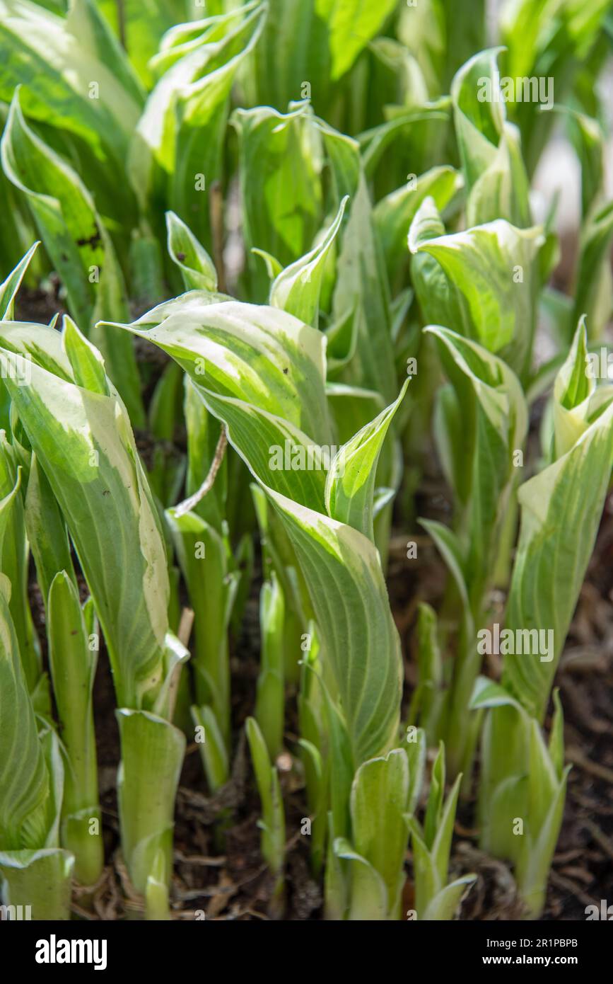 Primo piano delle prime foglie di osta all'inizio della primavera. Hosta è un genere di piante erbacee perenni della famiglia degli Asparagi. Giardino, rurale, cotta Foto Stock