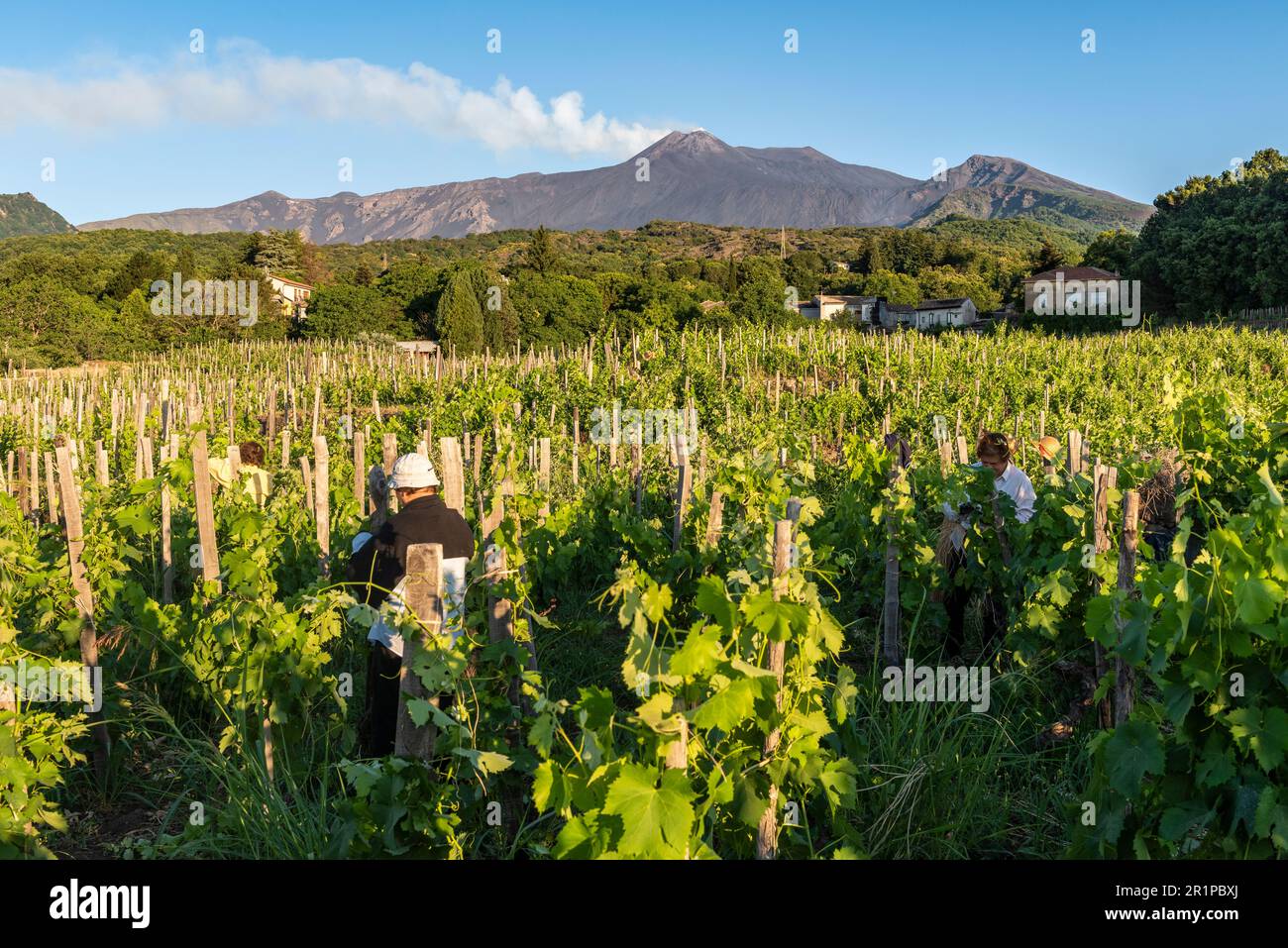 Estate potare le vigne in un vigneto nel villaggio di Milo, sulle pendici dell'Etna, Sicilia, Italia Foto Stock
