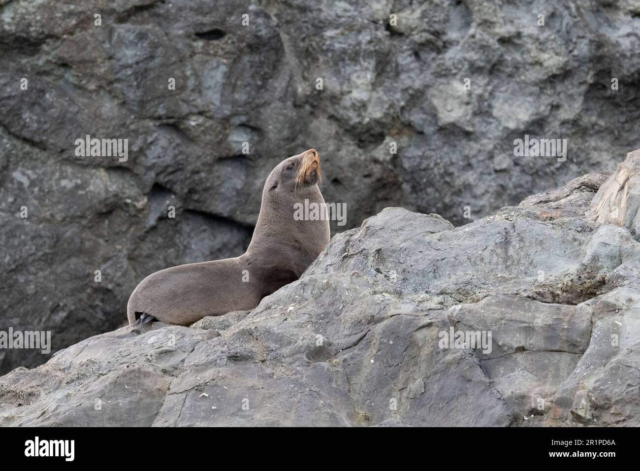 Cile, Isole Juan Fernandez, Isola Robinson Crusoe, Bahia Padre. Foche da pelliccia di Juan Fernandez endemiche (Arctocephalus philipii) Foto Stock