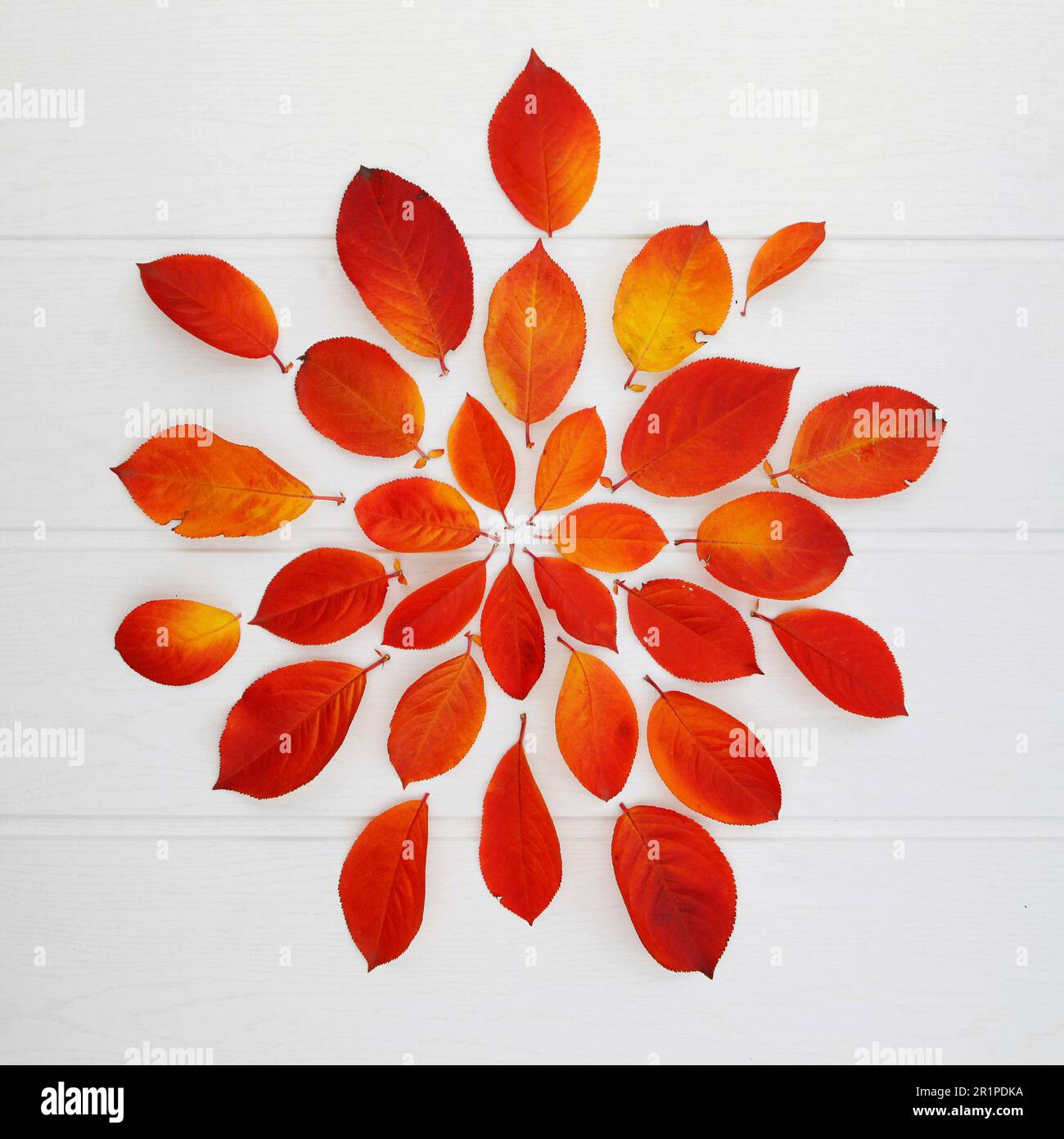 Autunno, foglie, sistemazione, vita ferma Foto Stock