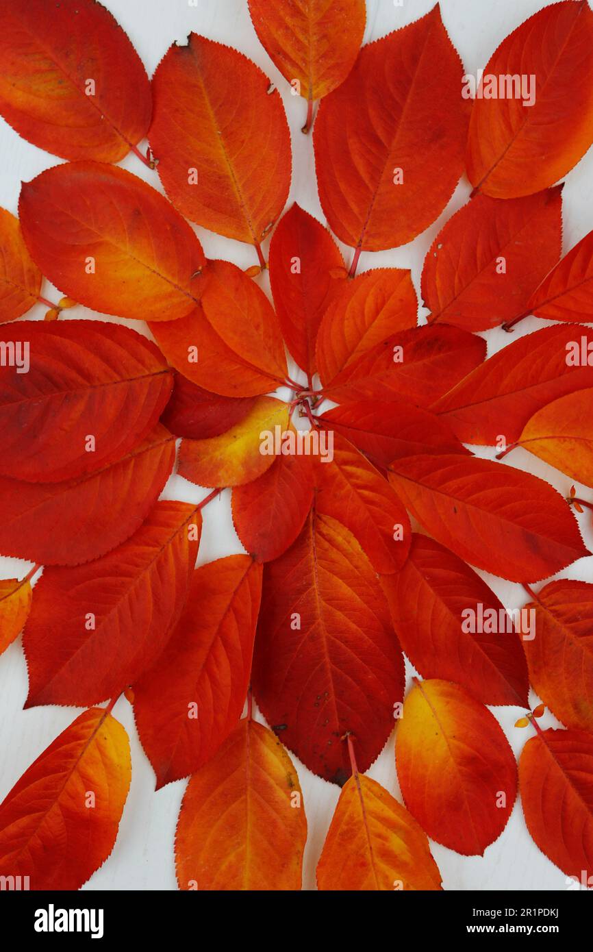 Autunno, foglie, sistemazione, vita ferma Foto Stock